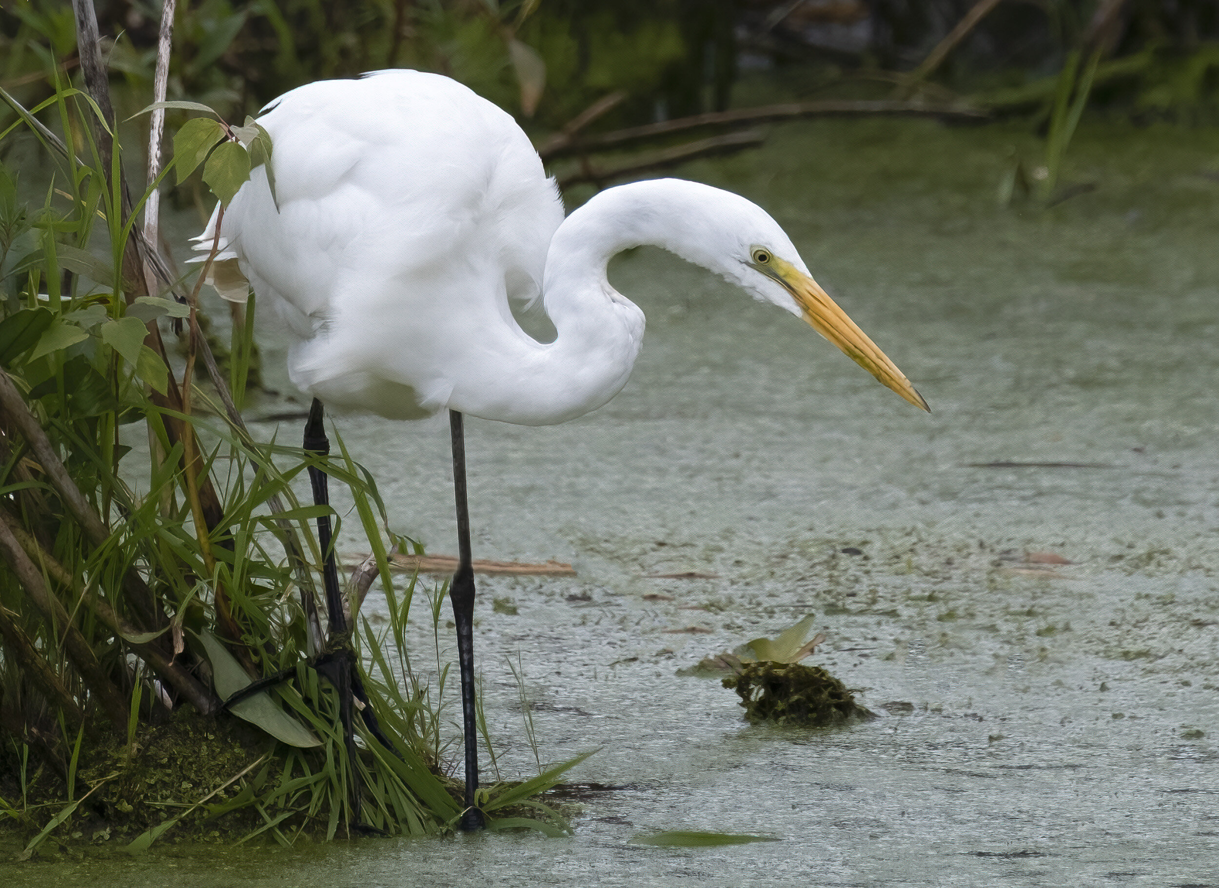 210904  Annapolis Egrets  15-1  cln.jpg