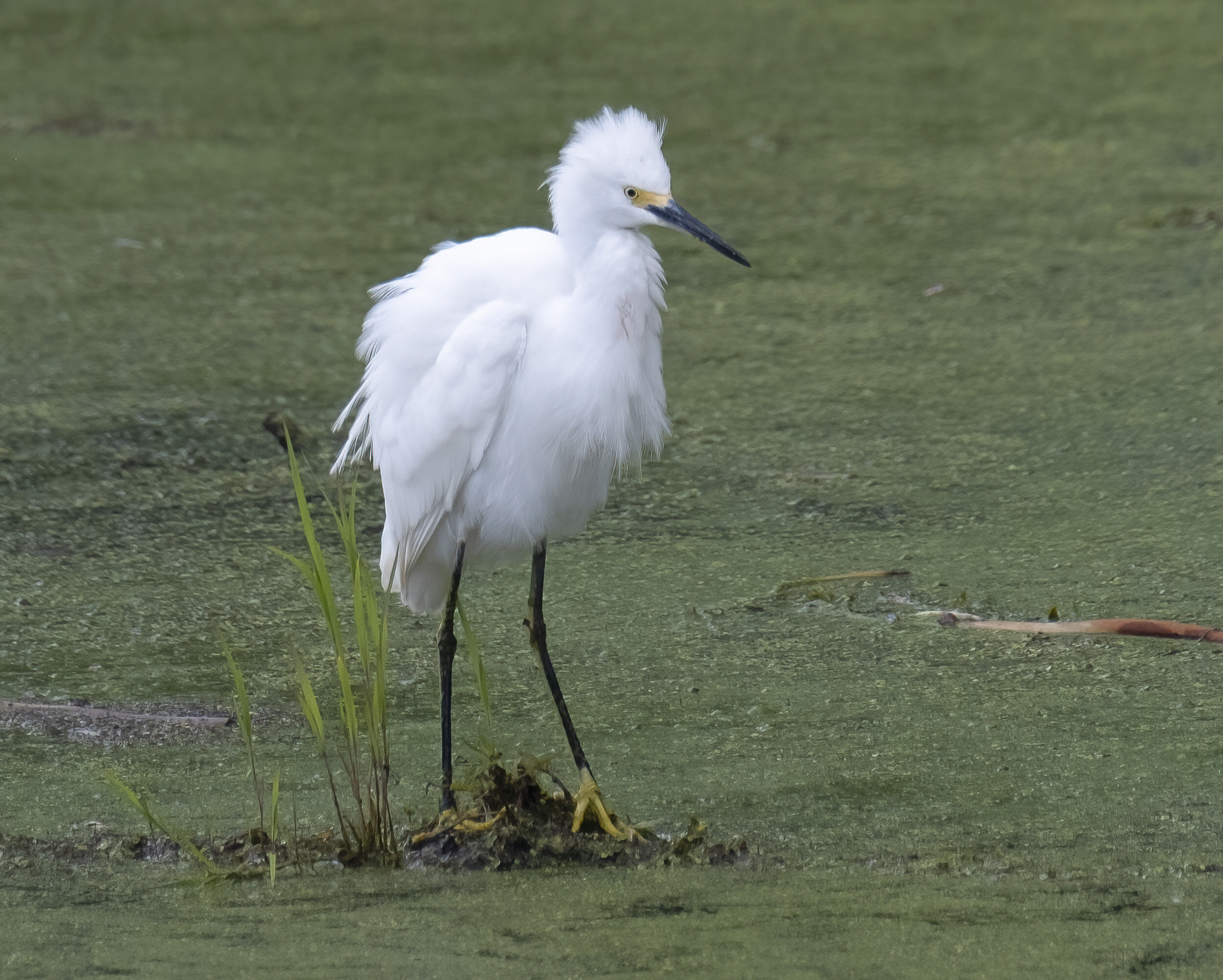 210904  Annapolis Egrets  34-1.jpg