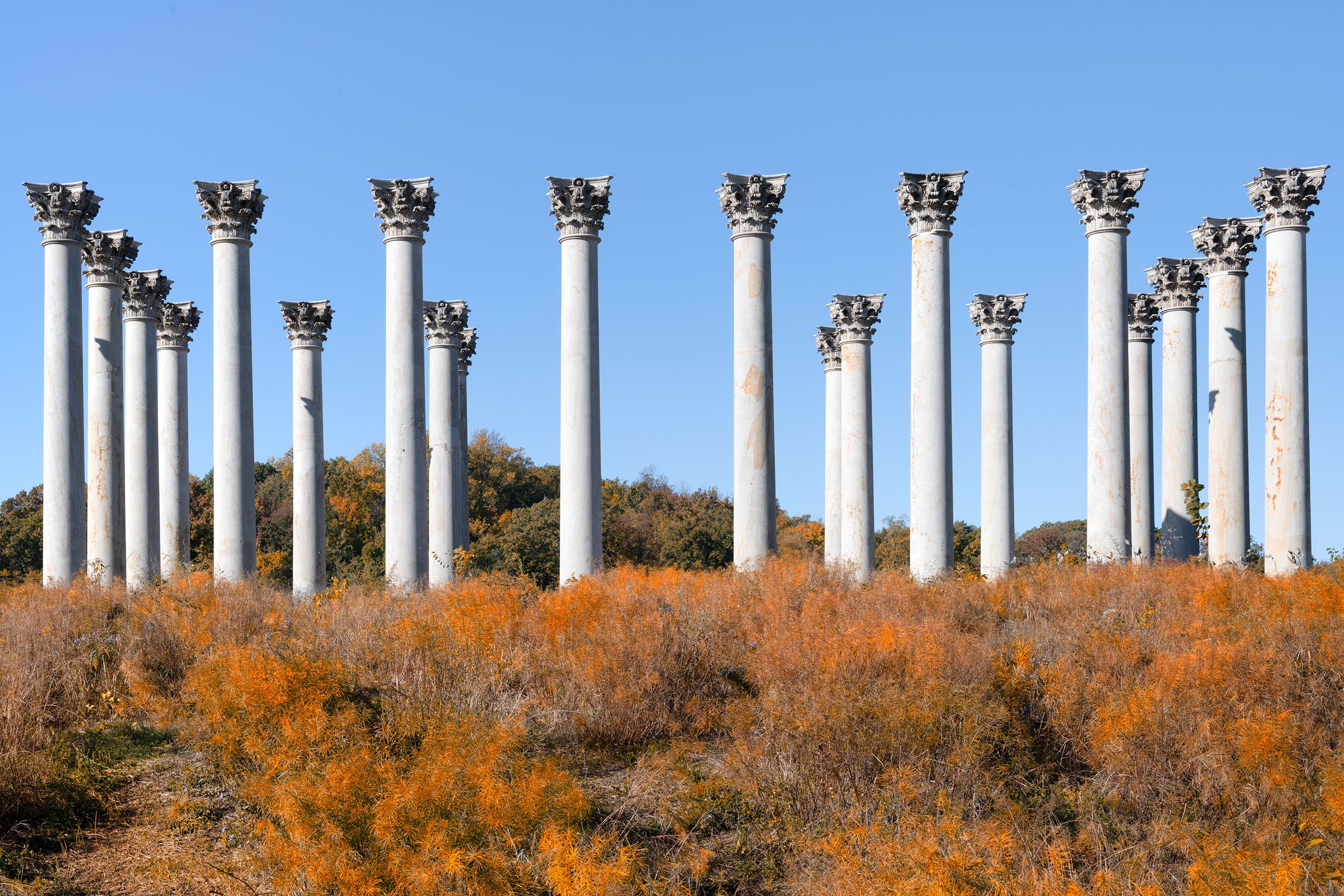 November at the National Arboretum 