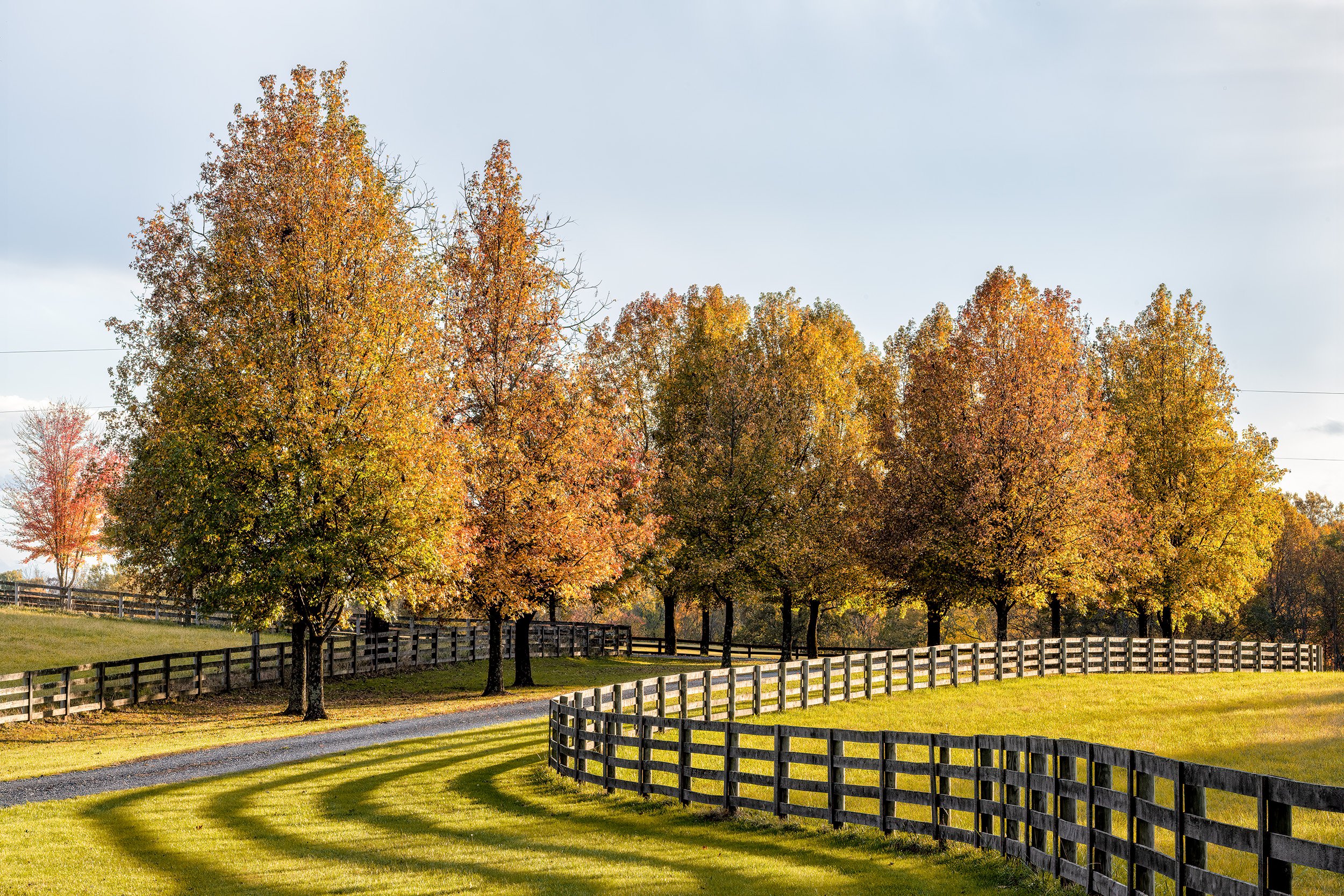 211104  Comus  103-1.jpg
