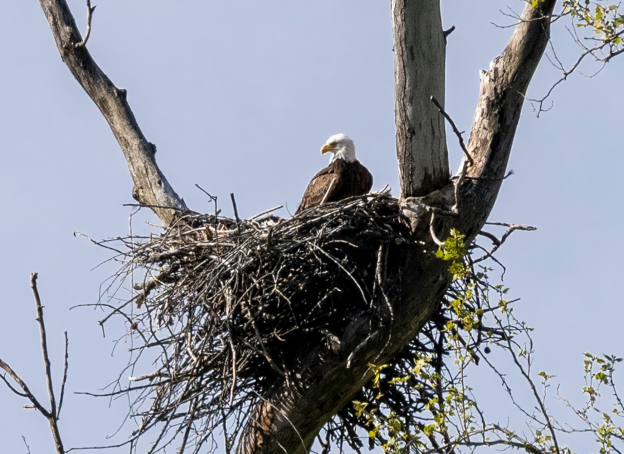 220430  Herons   04-1-standard-scale-4_00x-gigapixel.jpg