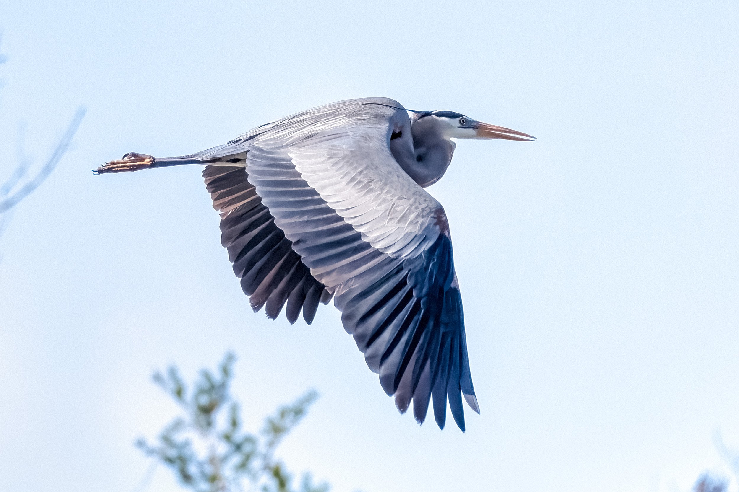 220401  GF Herons  031-1.jpg