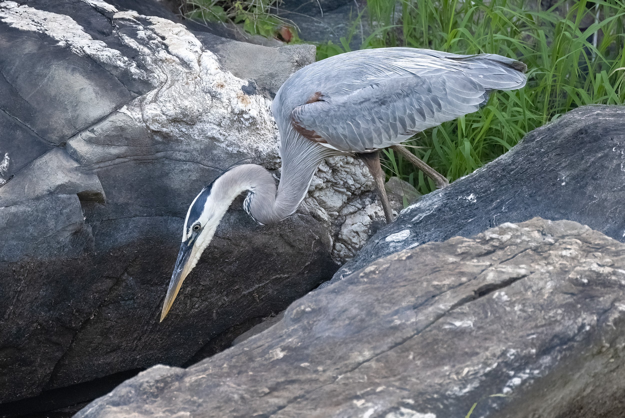 220610  Canal Herons  30-1.jpg