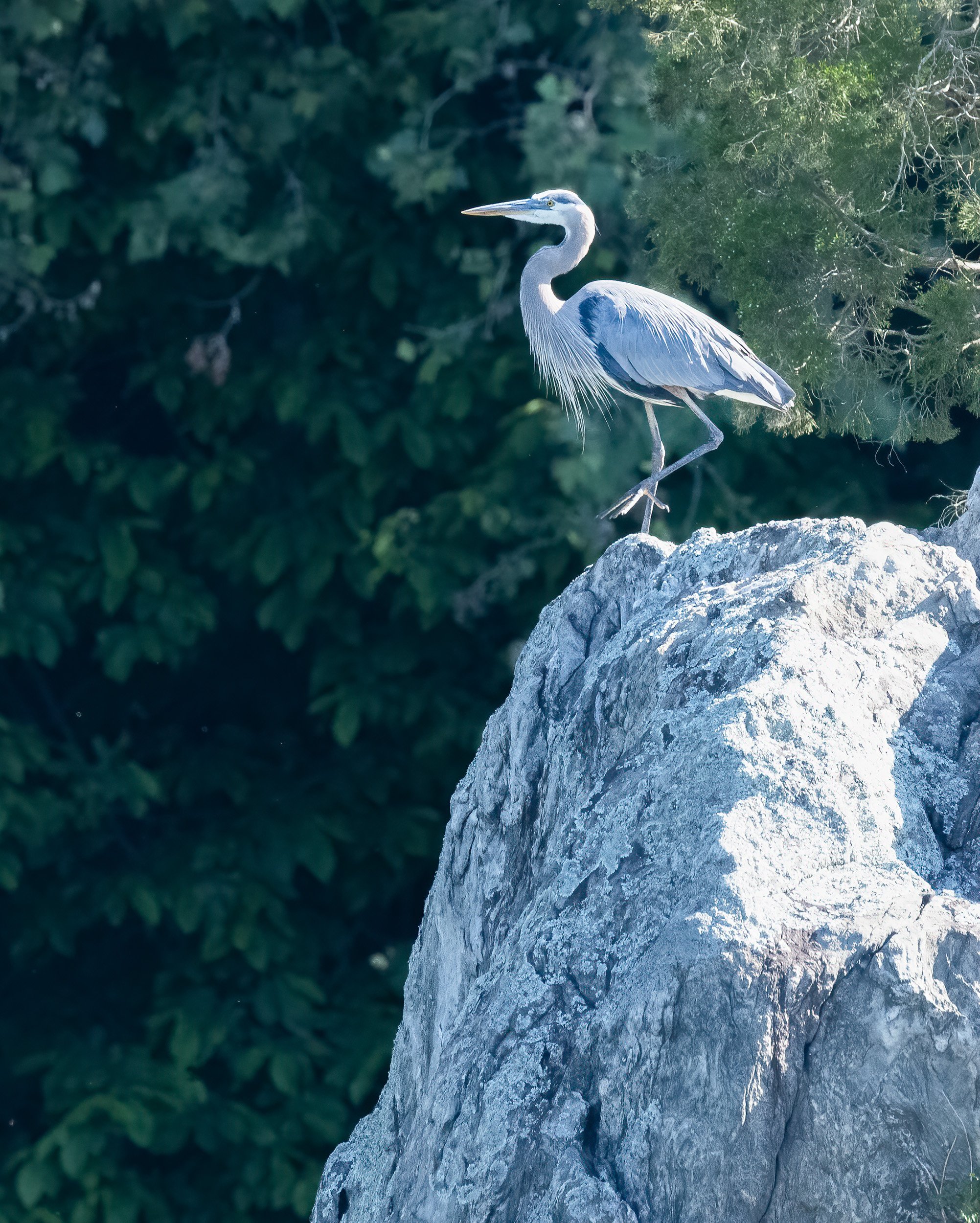 220610  Canal Herons  12-1.jpg