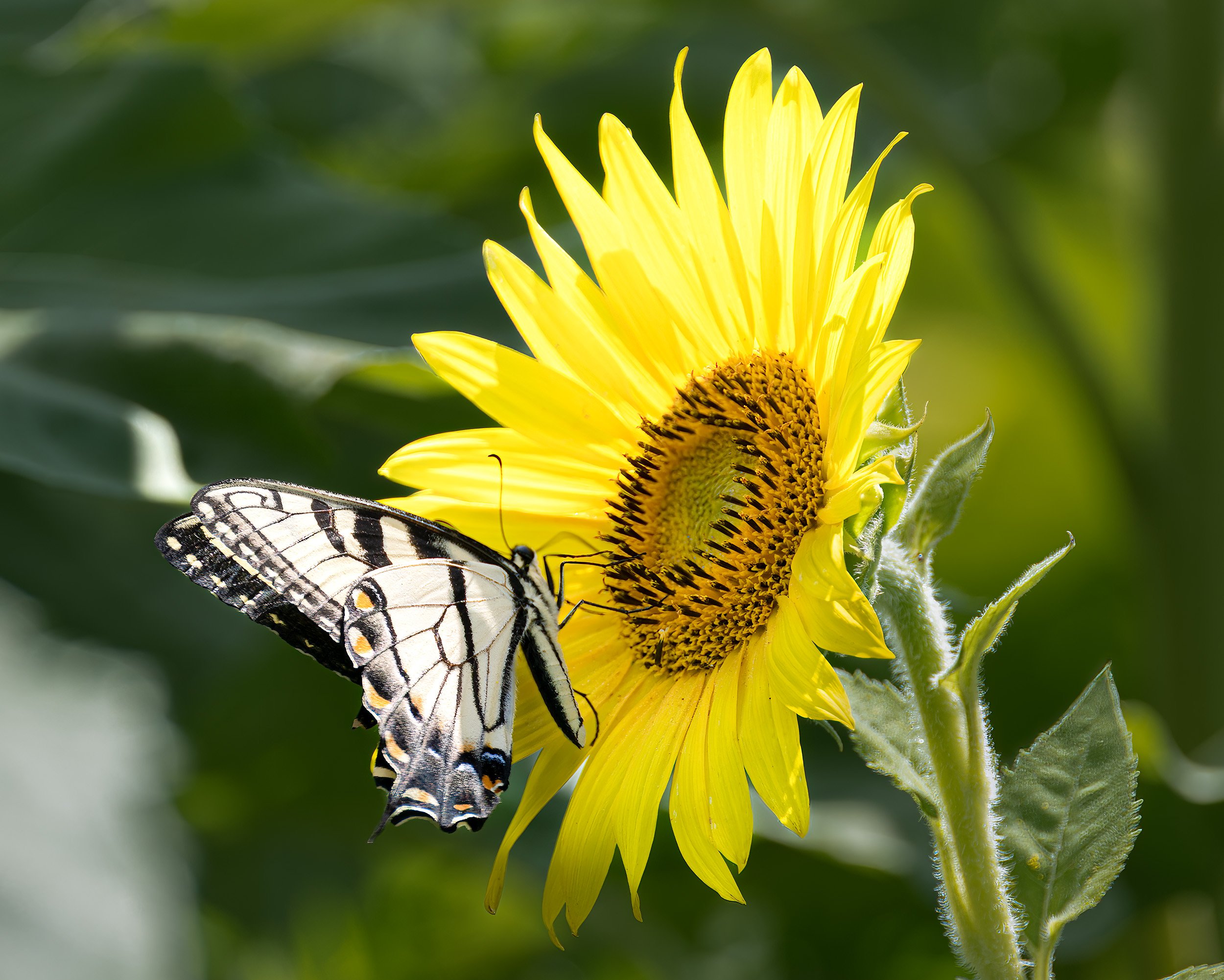 A Sunflower at McKee Beshers WMA