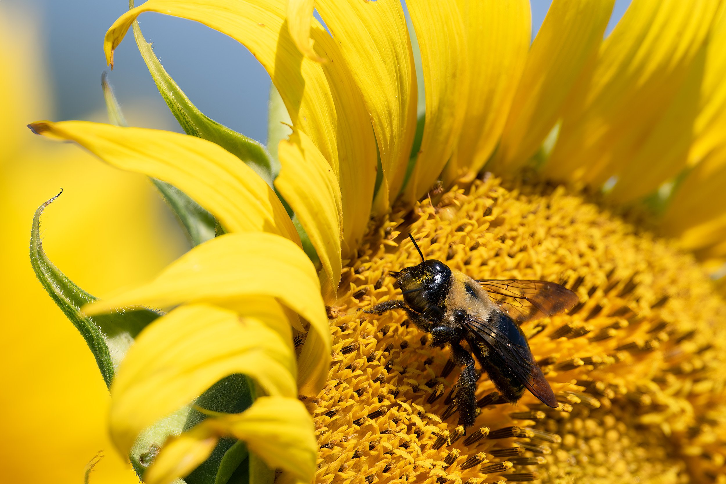 220722  Sunflowers  05-1 cr.jpg