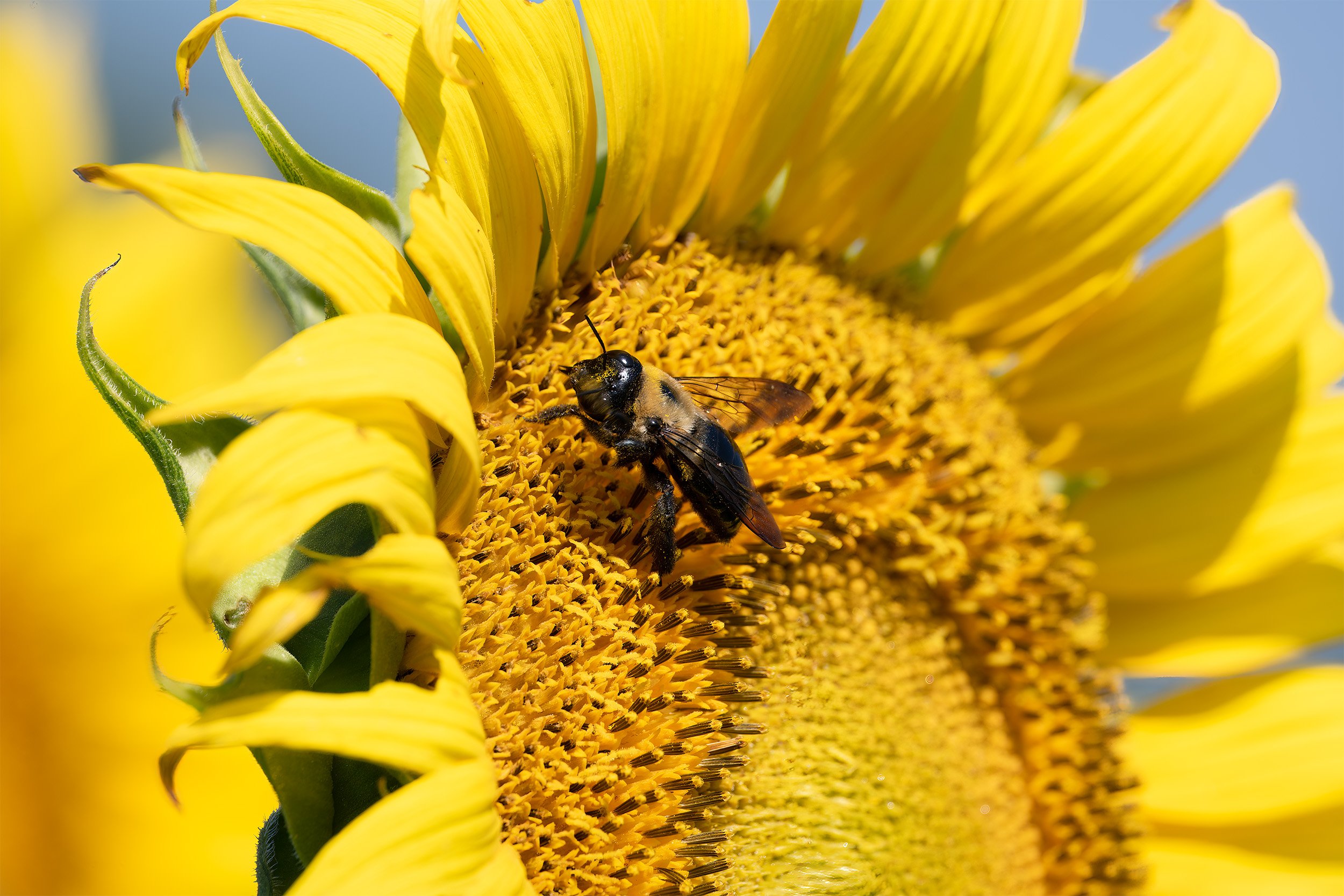 220722  Sunflowers  05-1.jpg