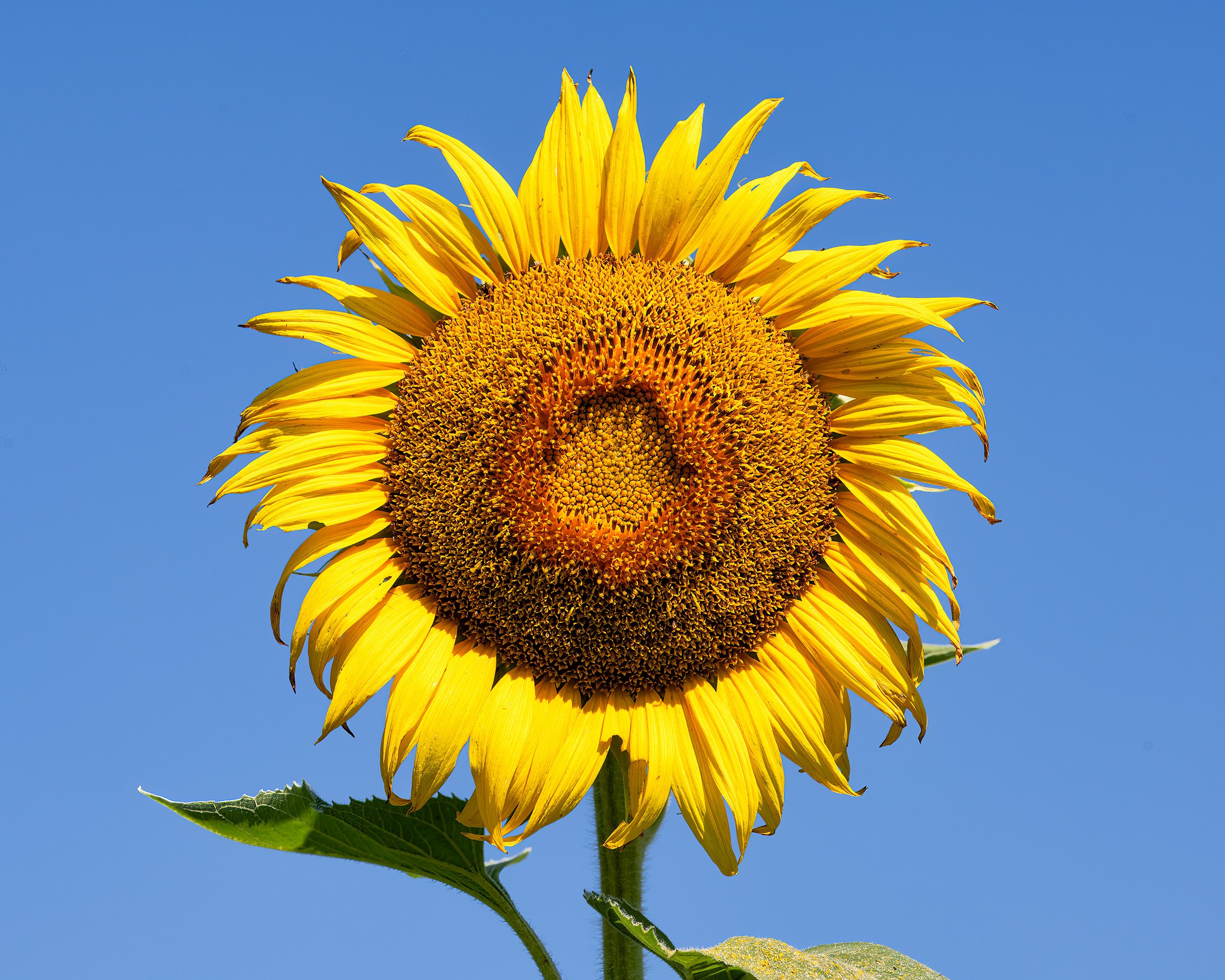 220722  Sunflowers  01-1.jpg
