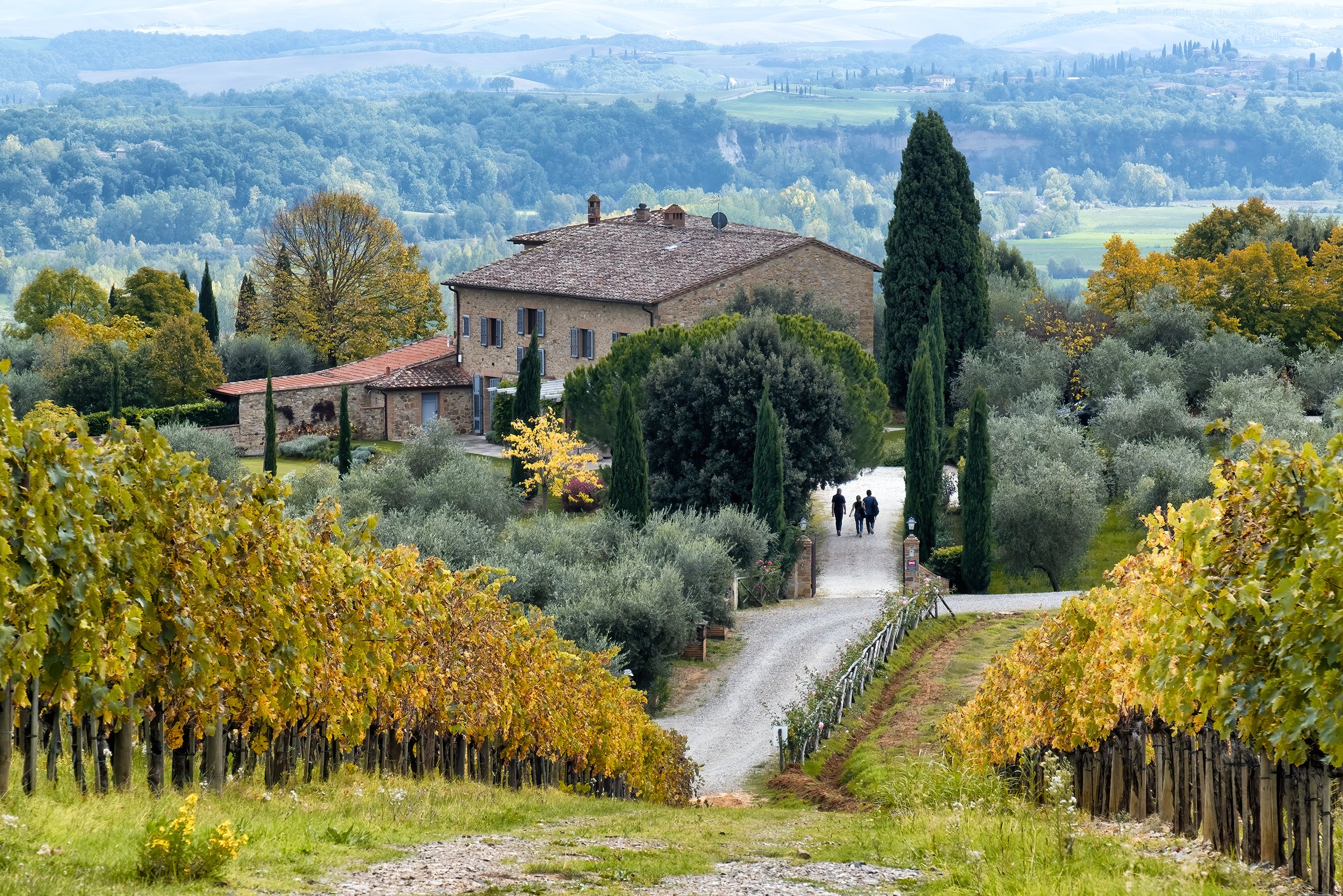 Tuscan Vinyards 