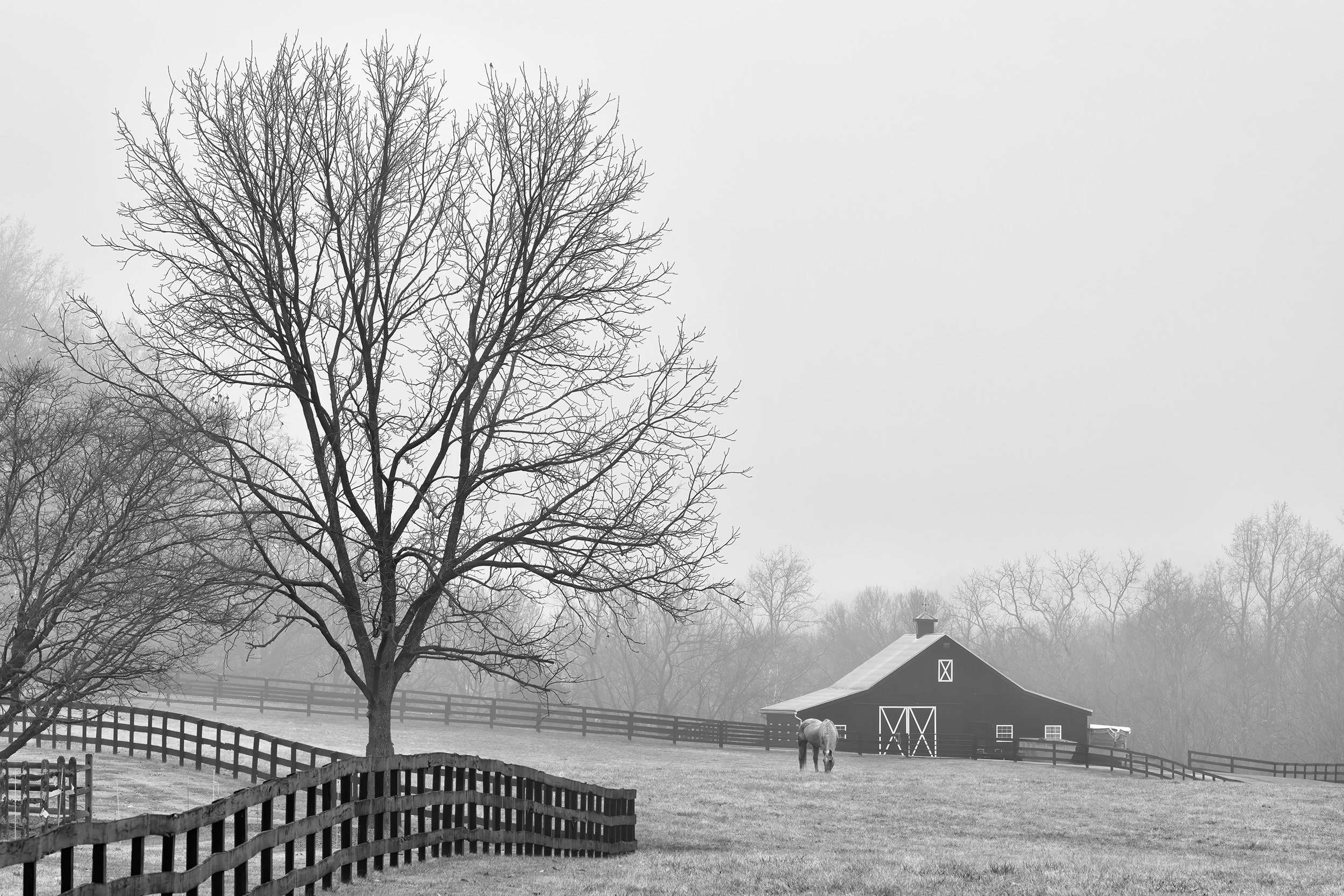 221231  MoCo Fog  40-1 bw.jpg