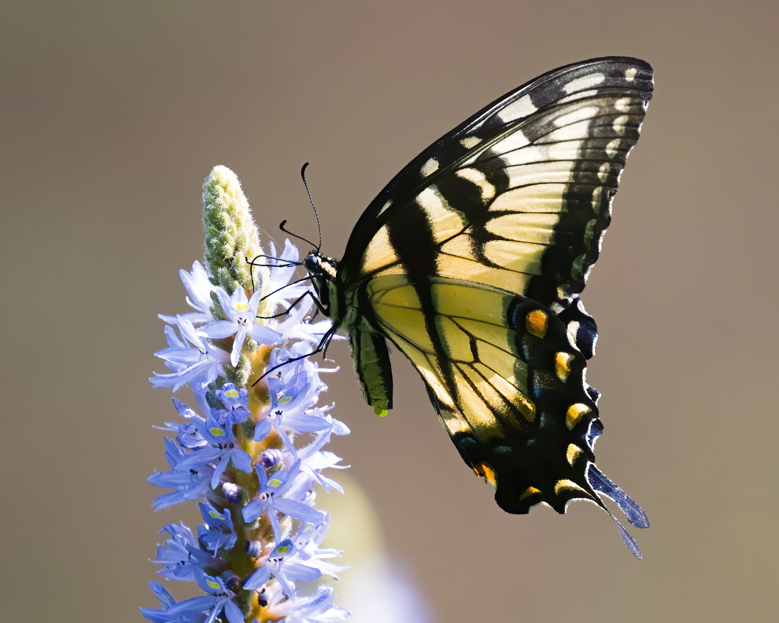 200918  Heron Butterfly   22-1.jpg