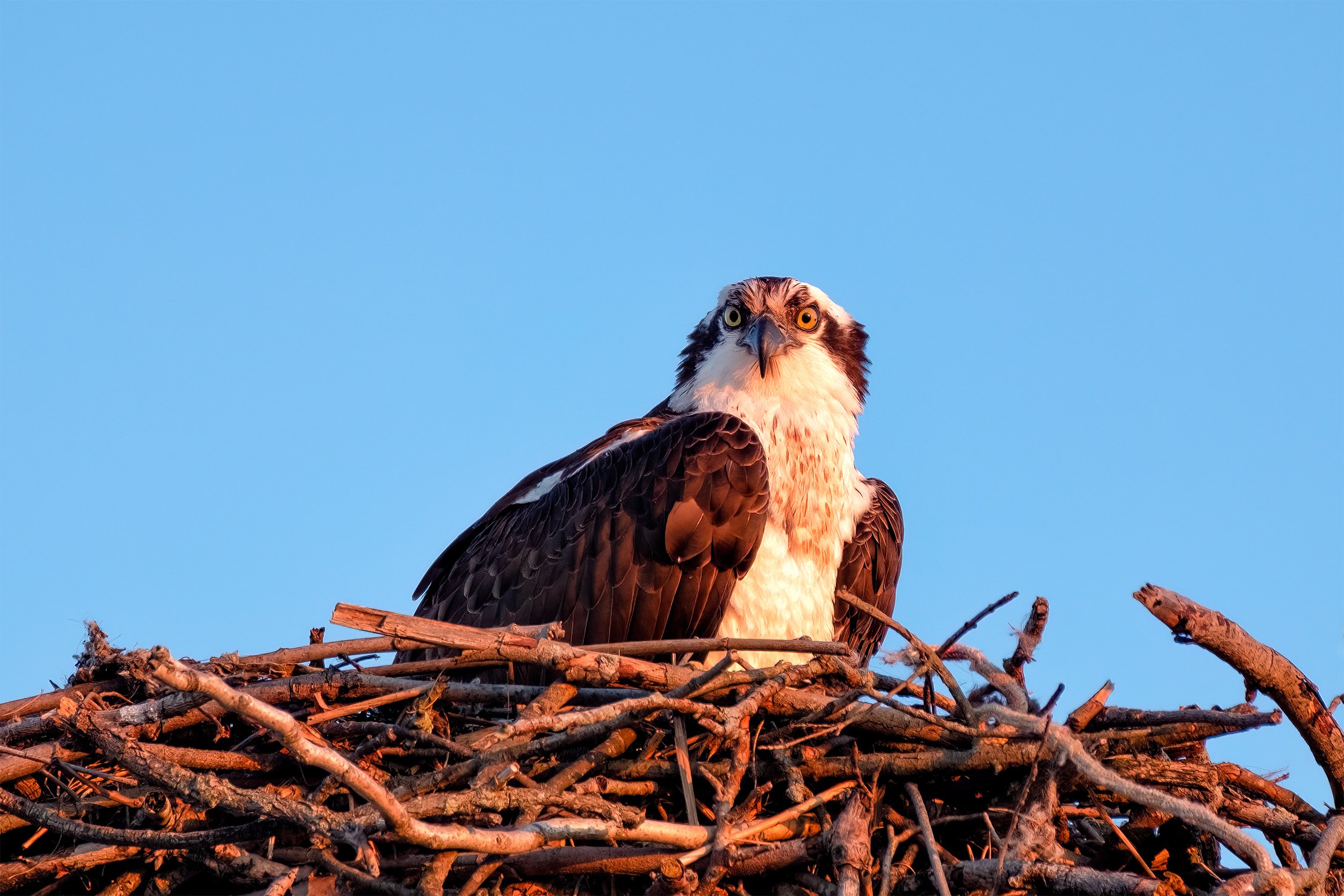 230328  Osprey  21-1.jpg