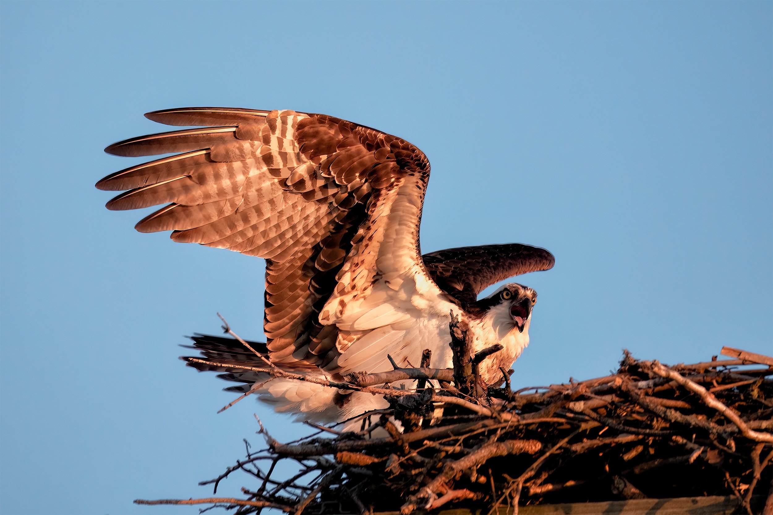 230328  Osprey  09-1.jpg