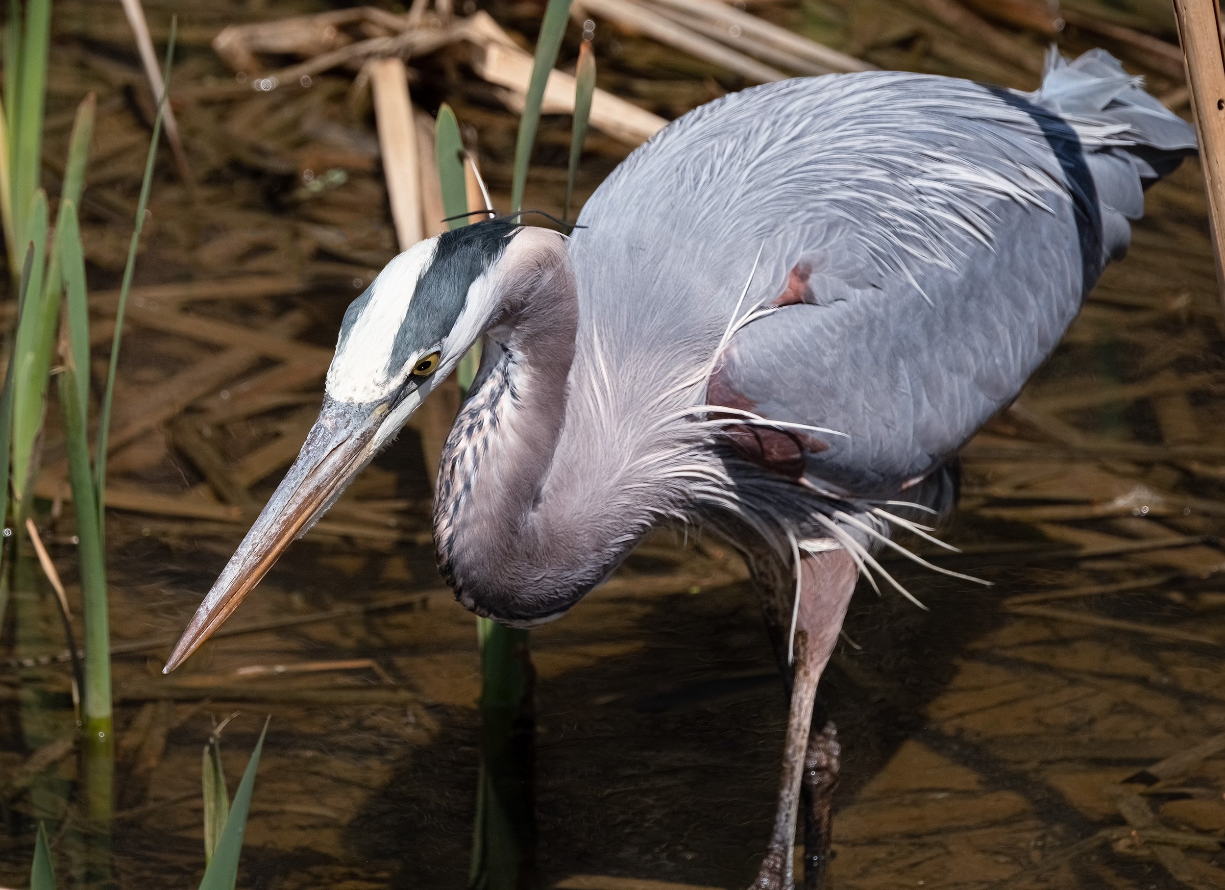 230402  Heron  07-1.jpg