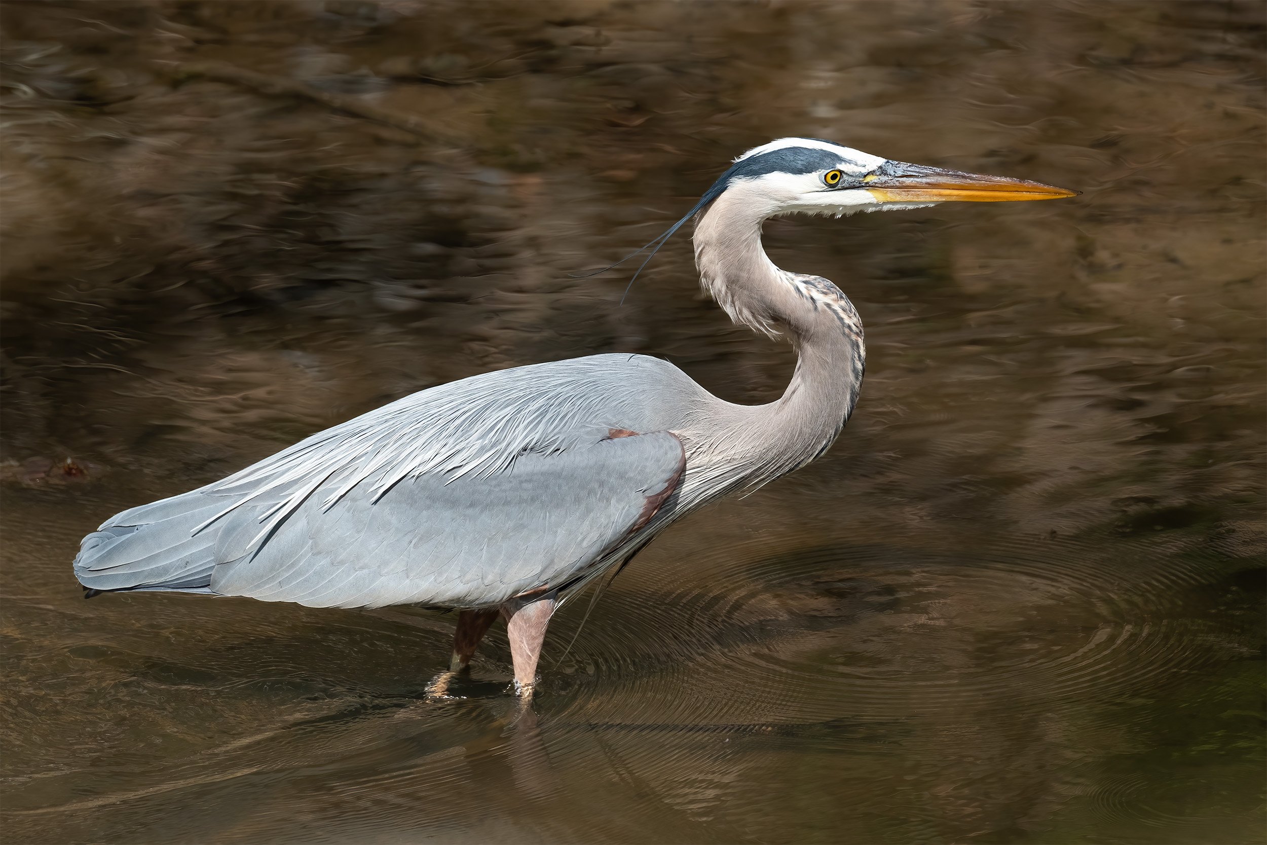 230409  Heron  09-1.jpg