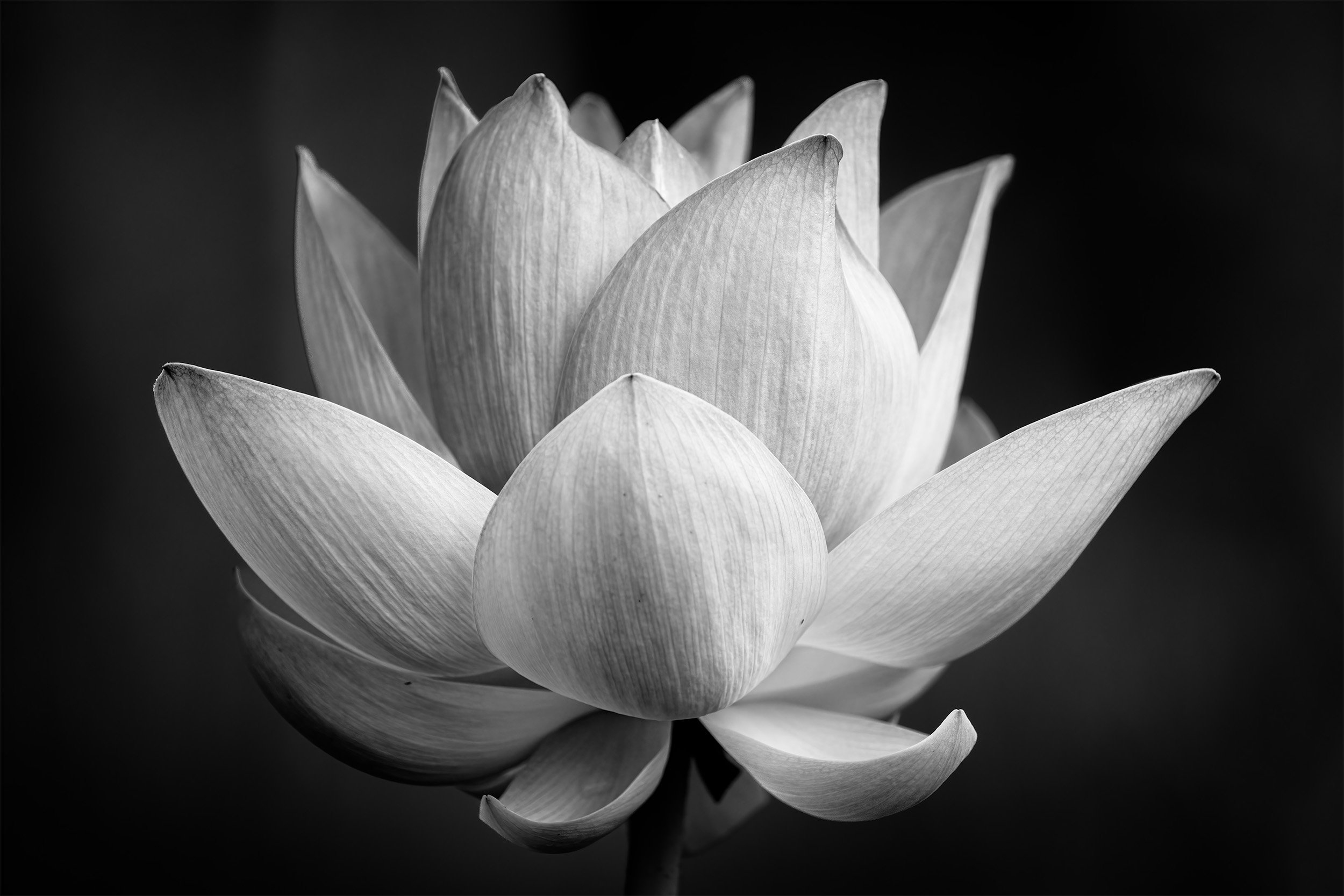 A Kenilworth Gardens Lotus 