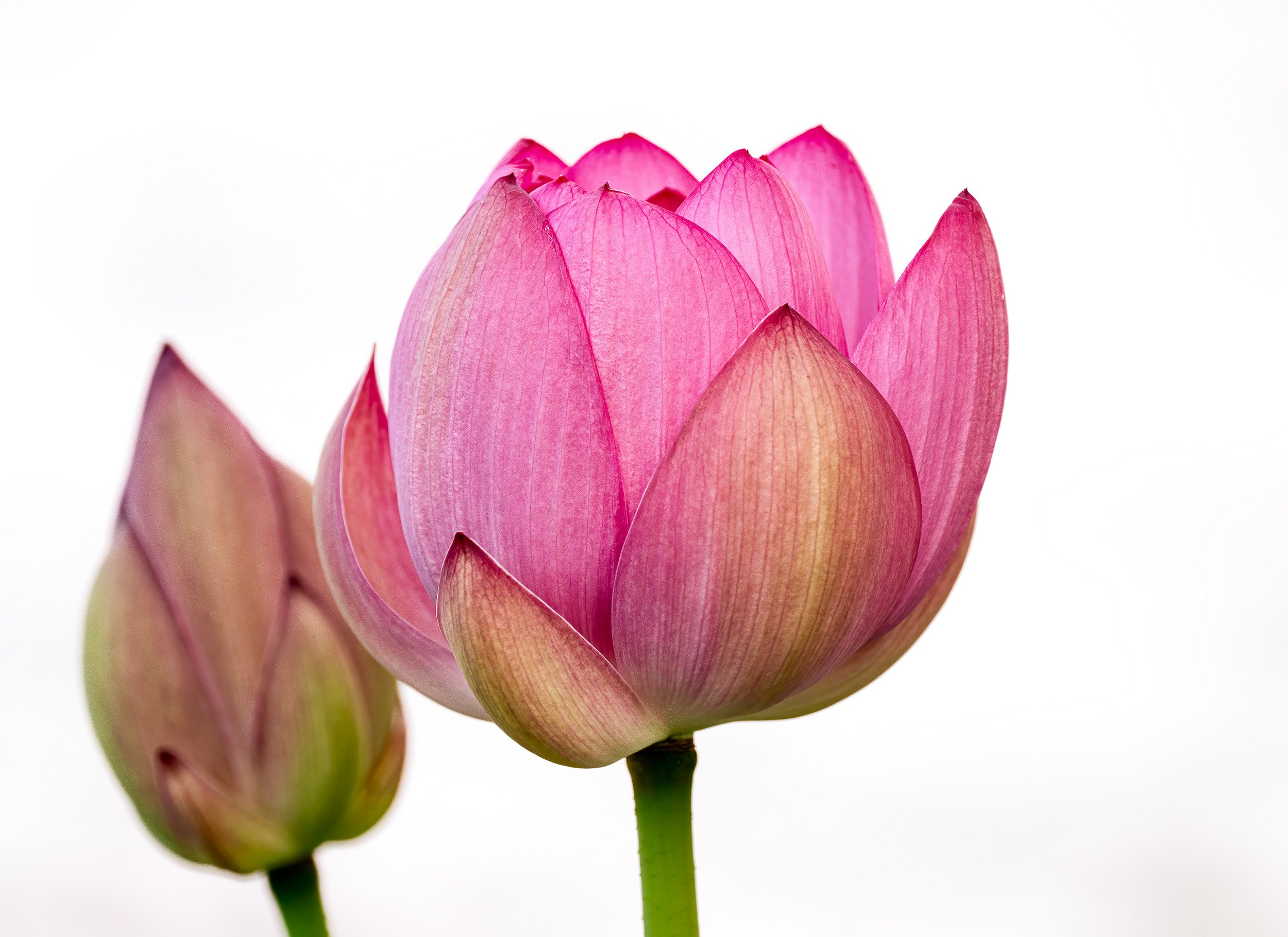 A Kenilworth Gardens Lotus 