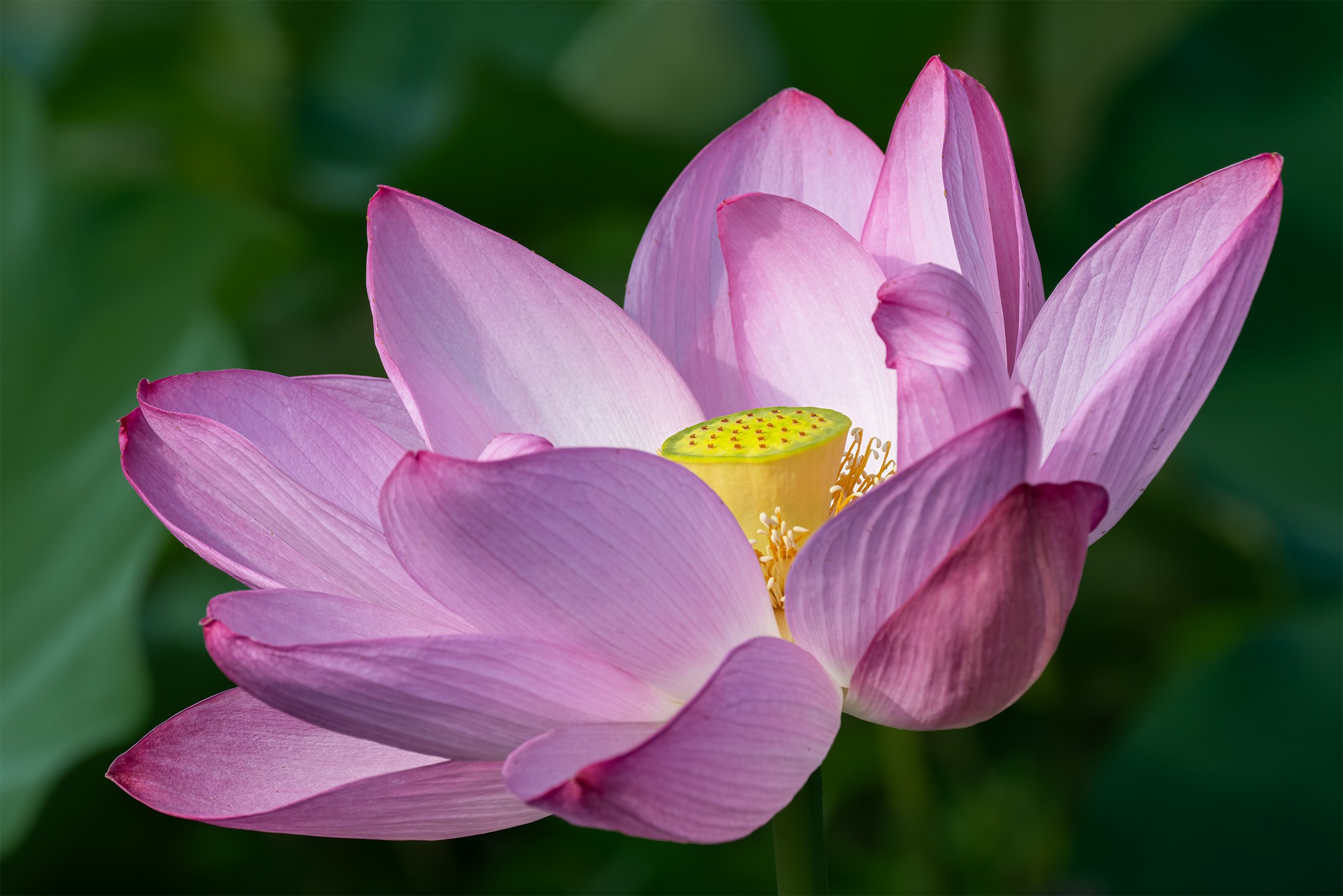 A Kenilworth Gardens Lotus 