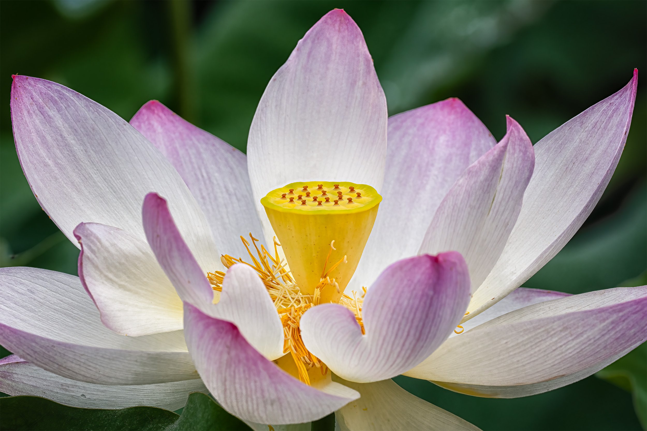 A Kenilworth Gardens Lotus 