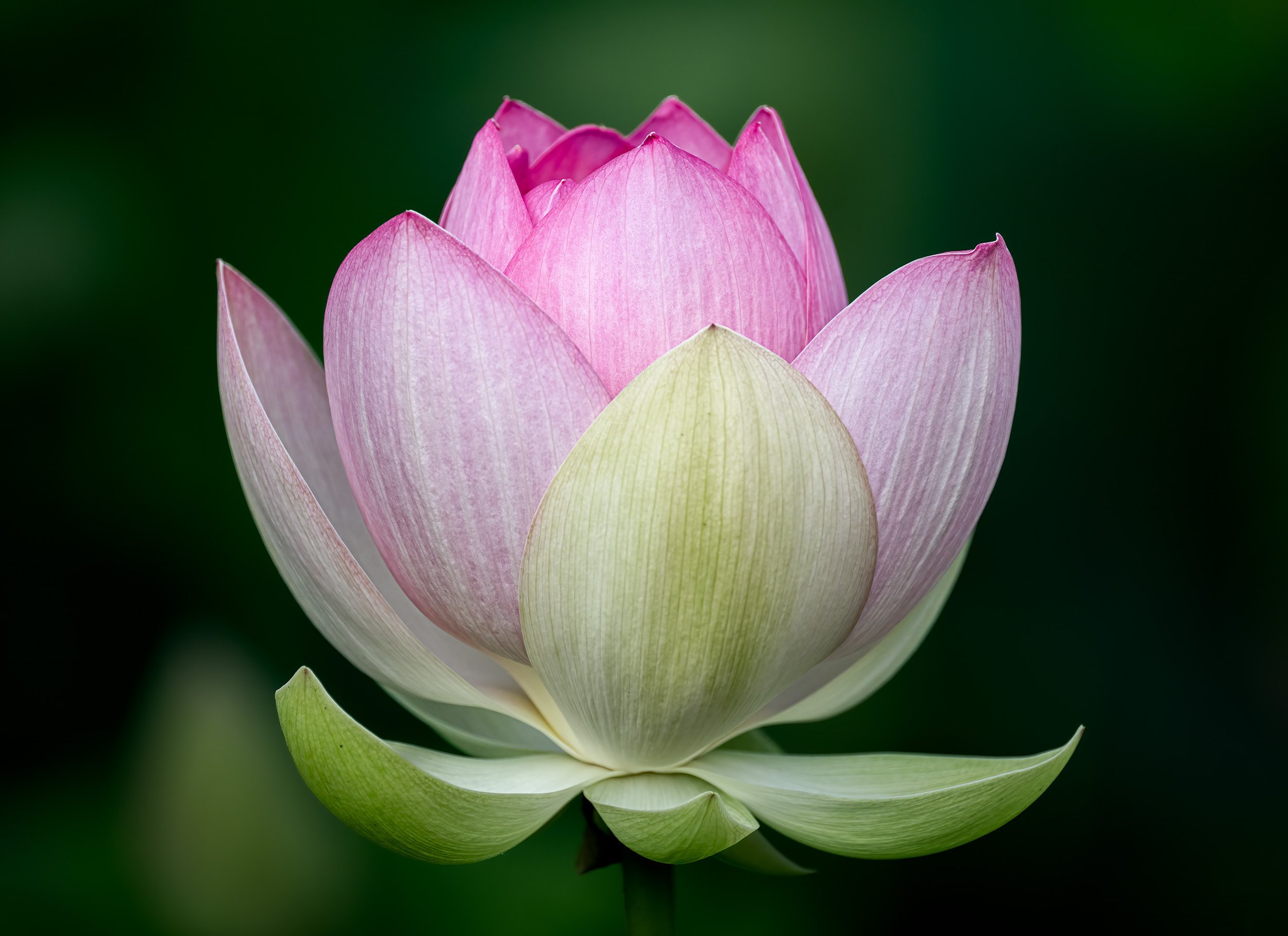 A Kenilworth Gardens Lotus 