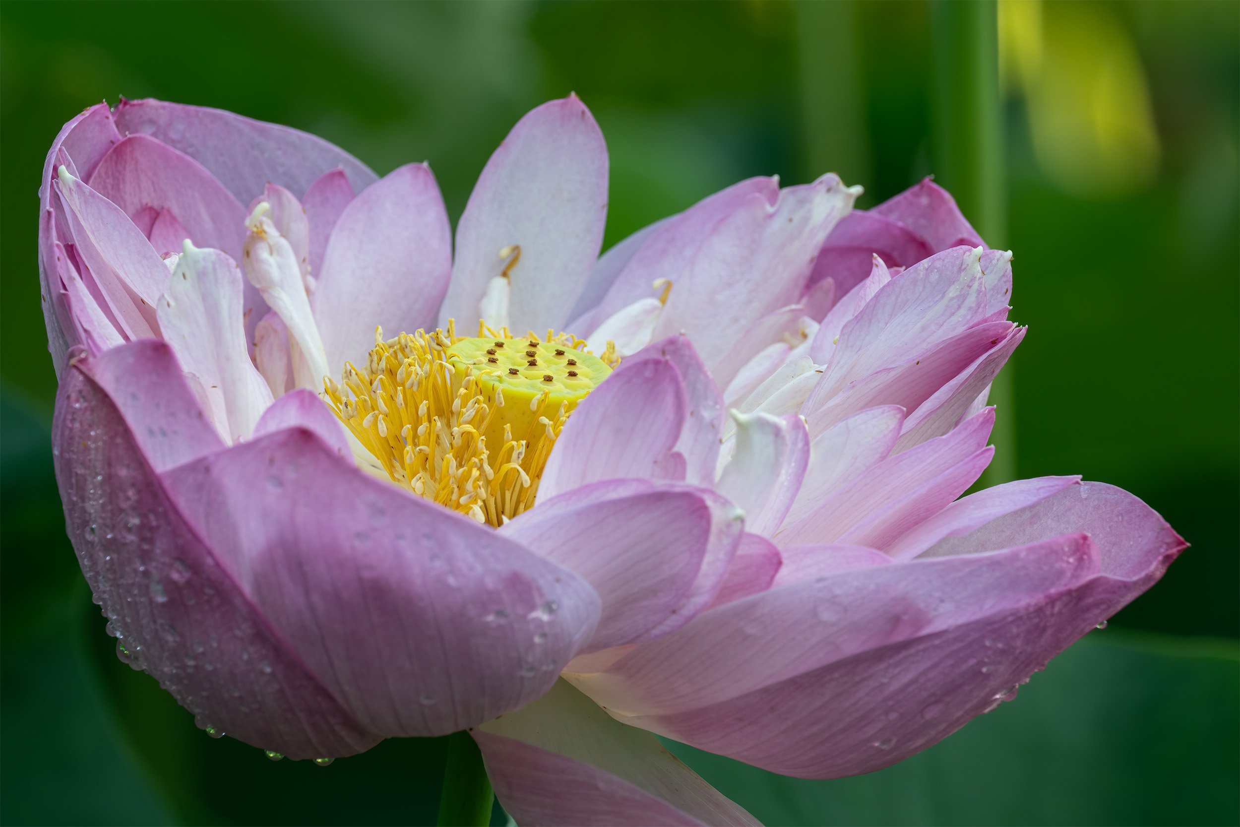 A Kenilworth Gardens Lotus 