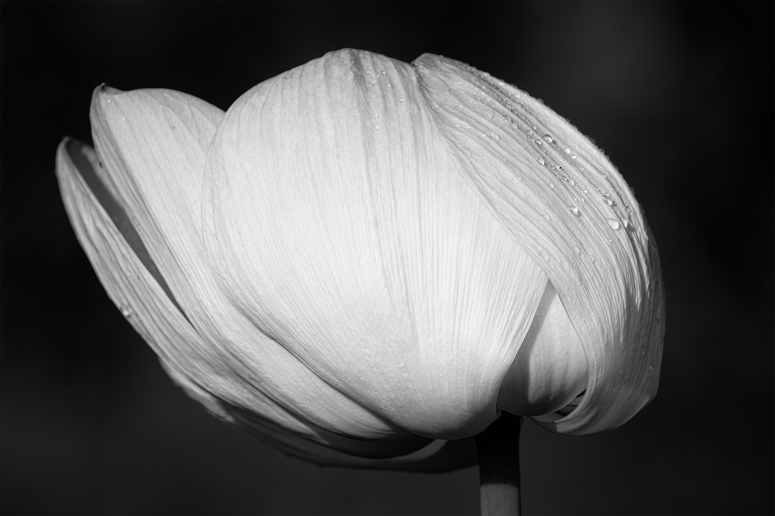 A Kenilworth Gardens Lotus 