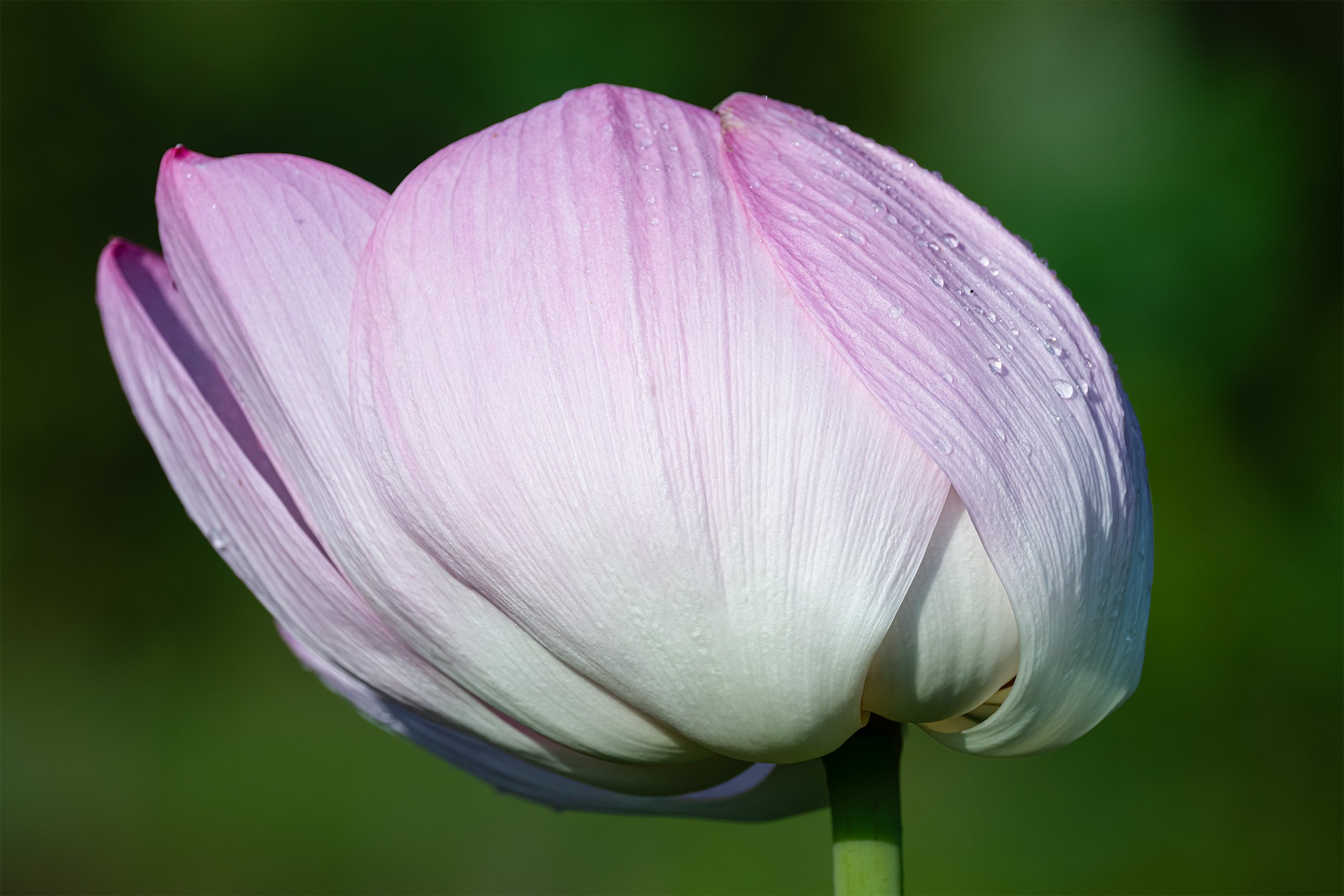 A Kenilworth Gardens Lotus 