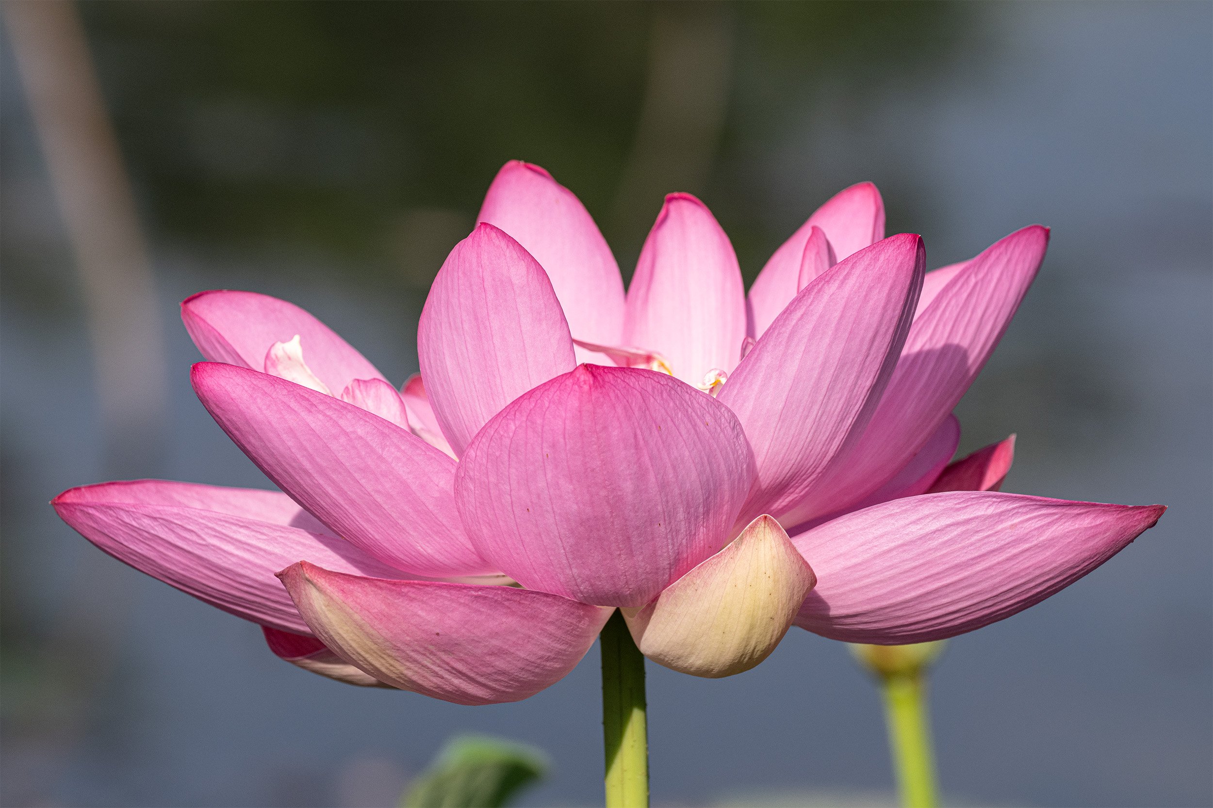 A Kenilworth Gardens Lotus 