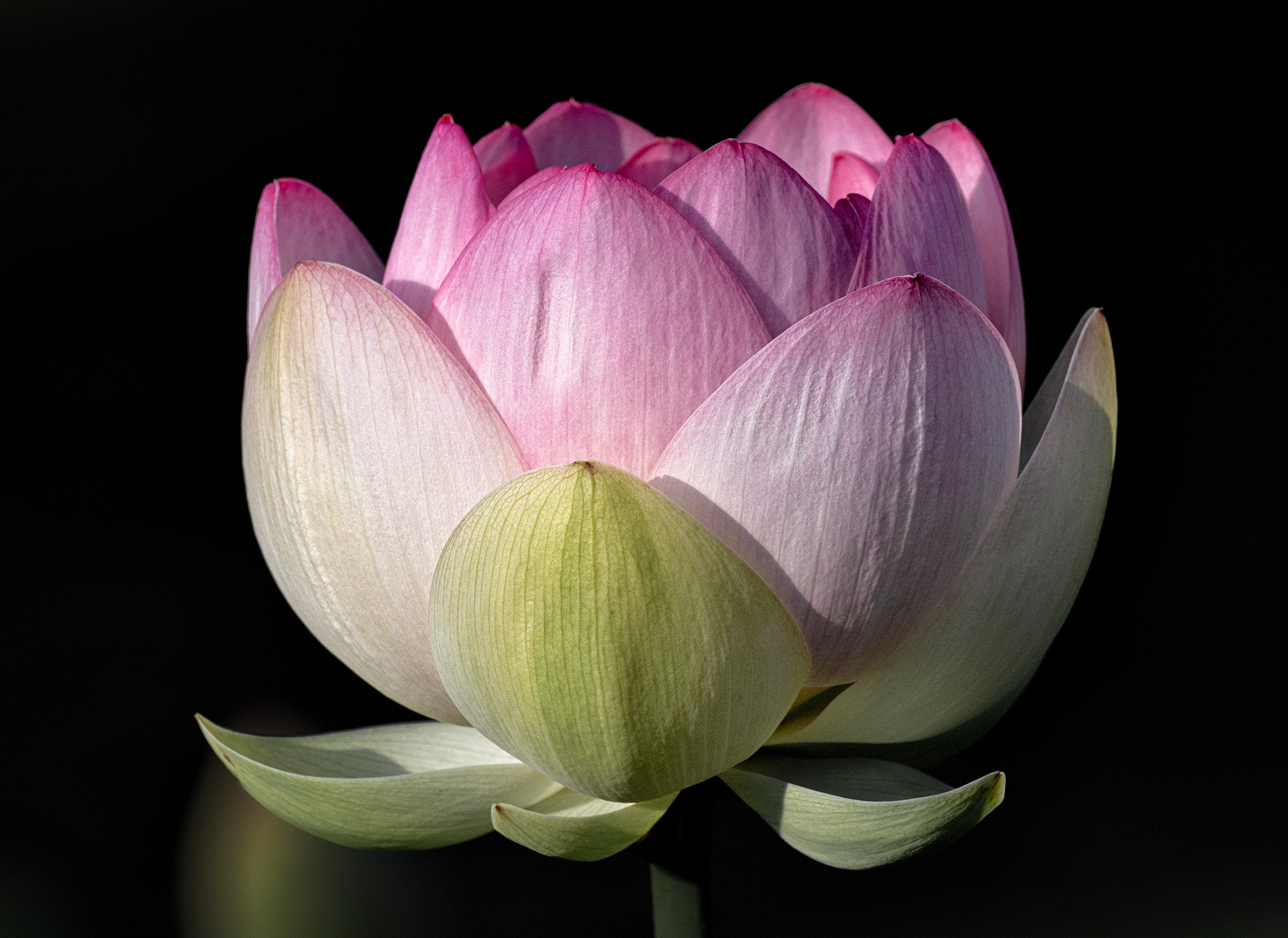 A Kenilworth Gardens Lotus 