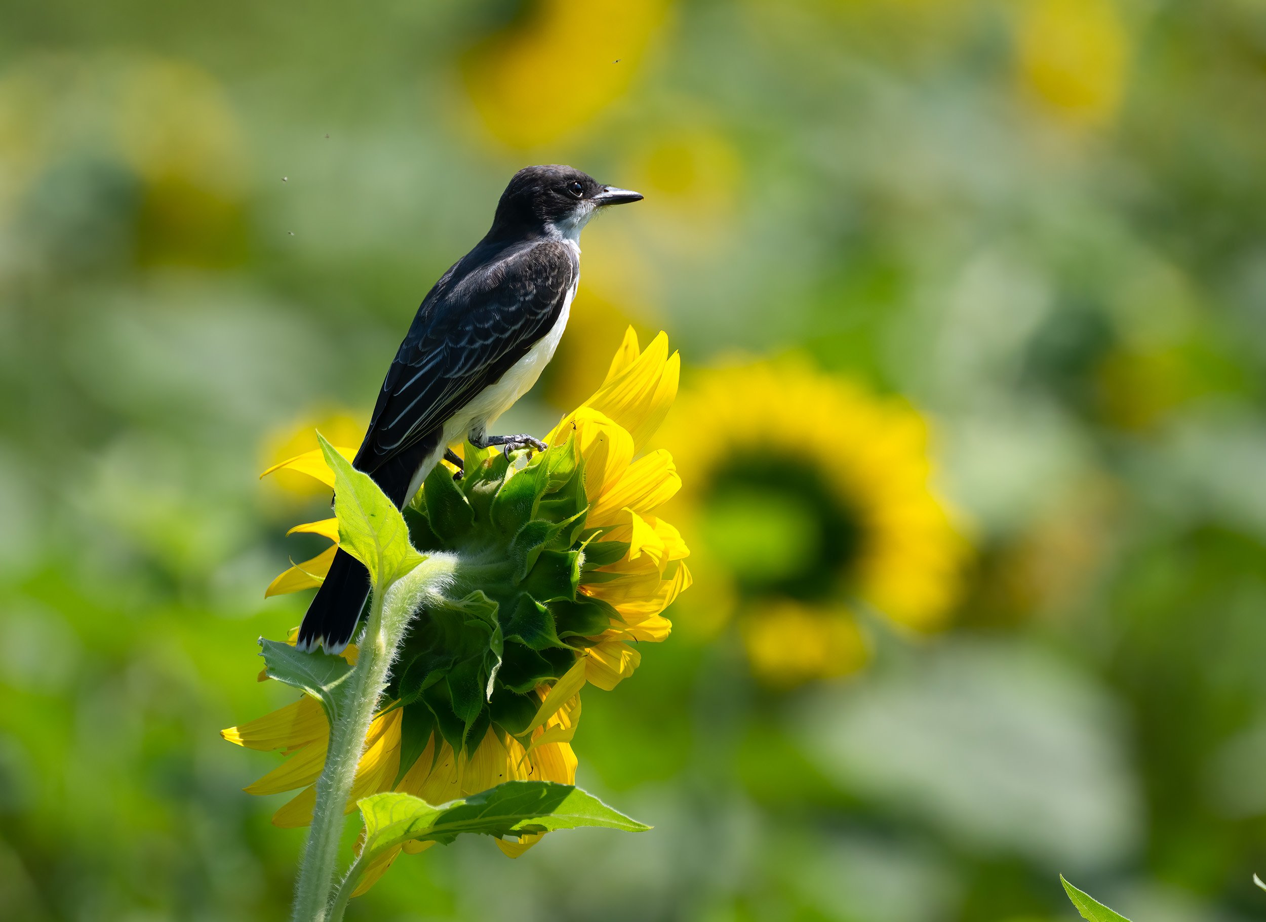 230723  Sunfloweras  118-1.jpg