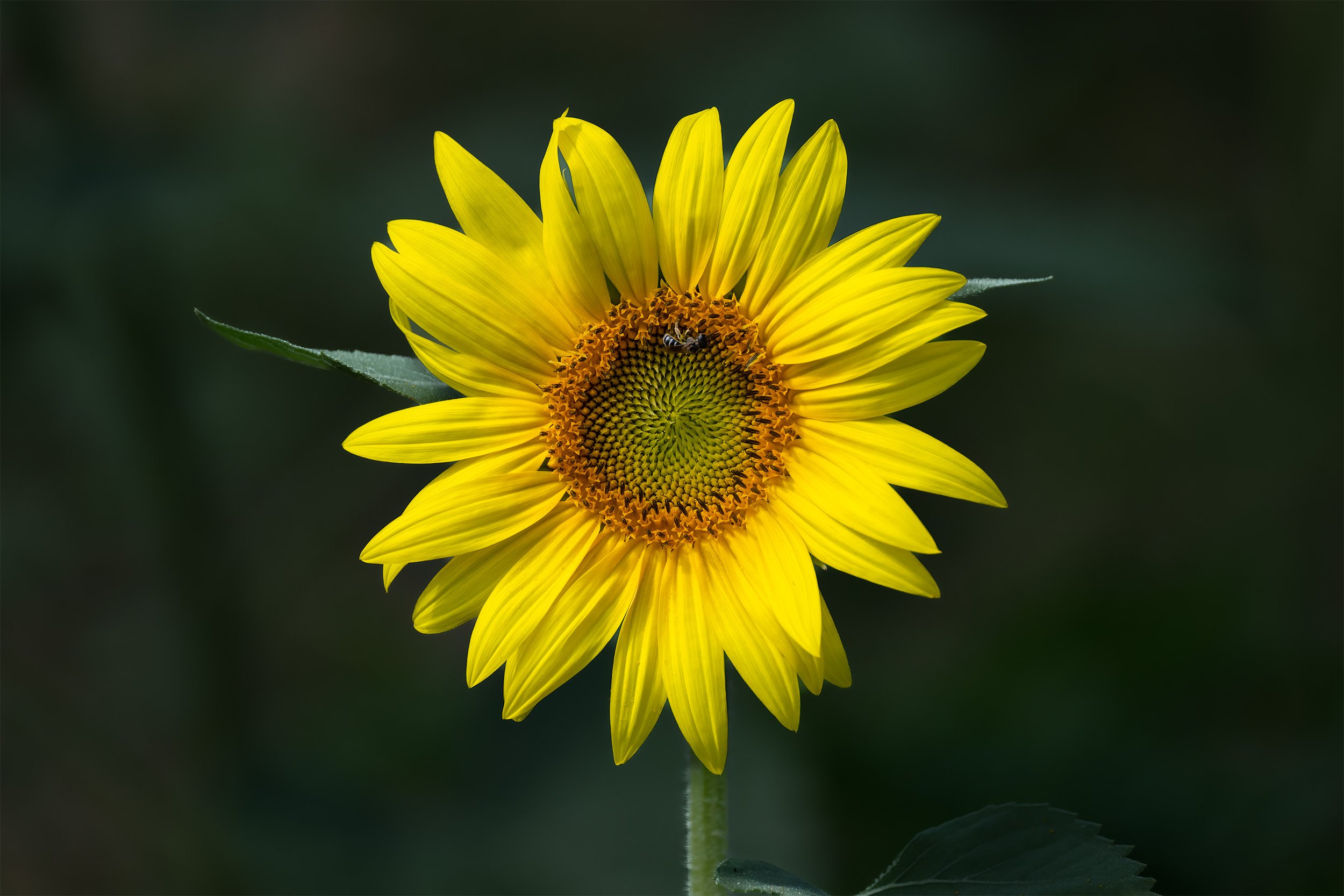 A Sunflower at McKee Beshers WMA