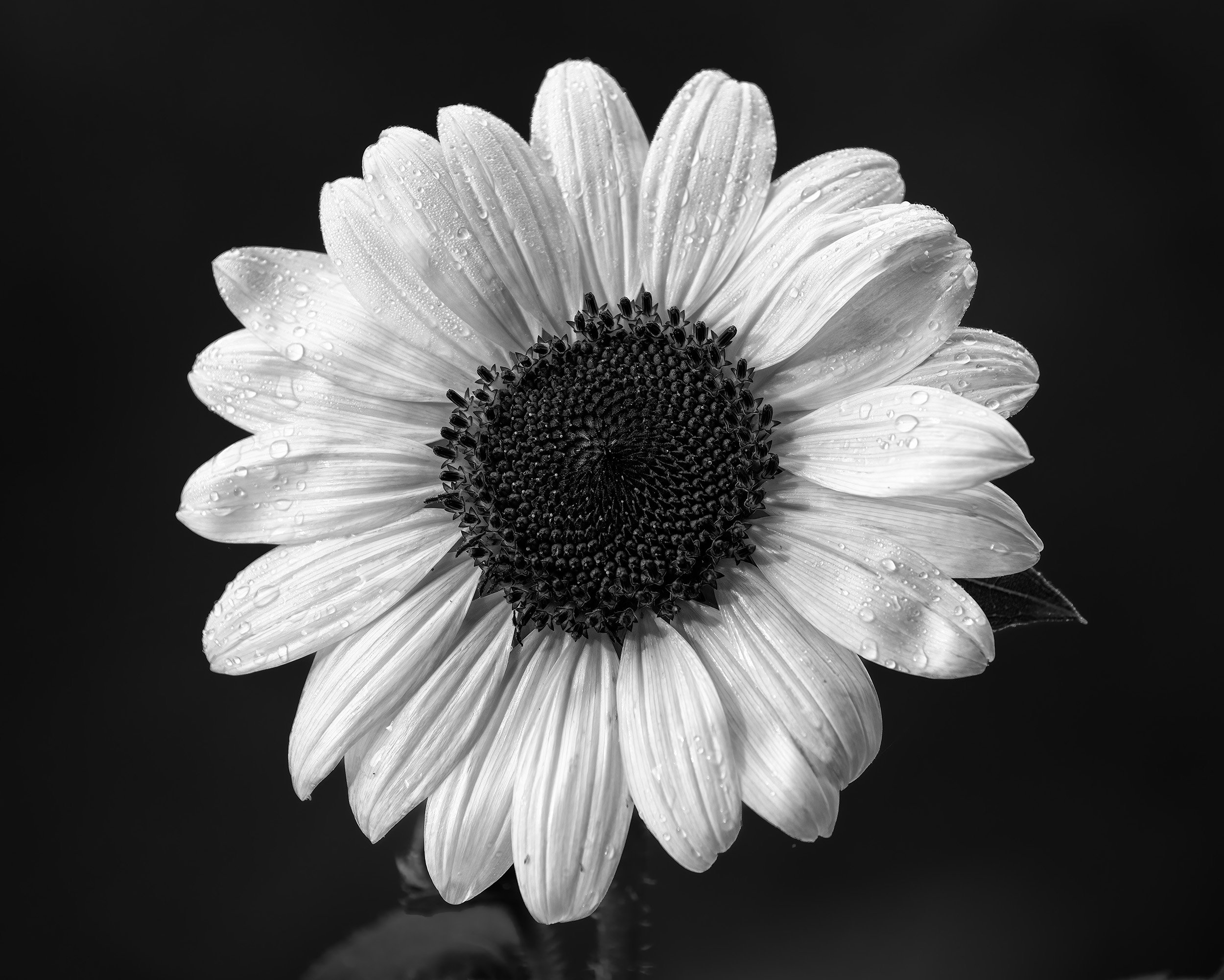 A Sunflower at McKee Beshers WMA