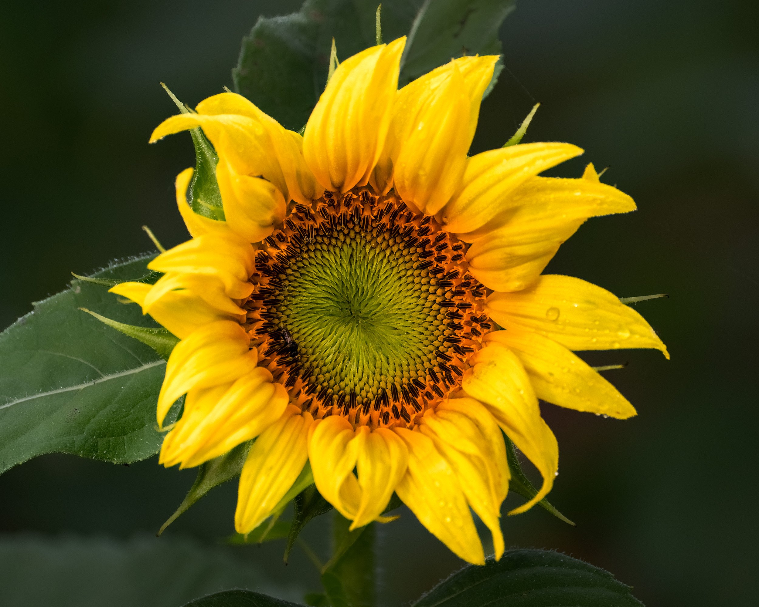 A Sunflower at McKee Beshers WMA