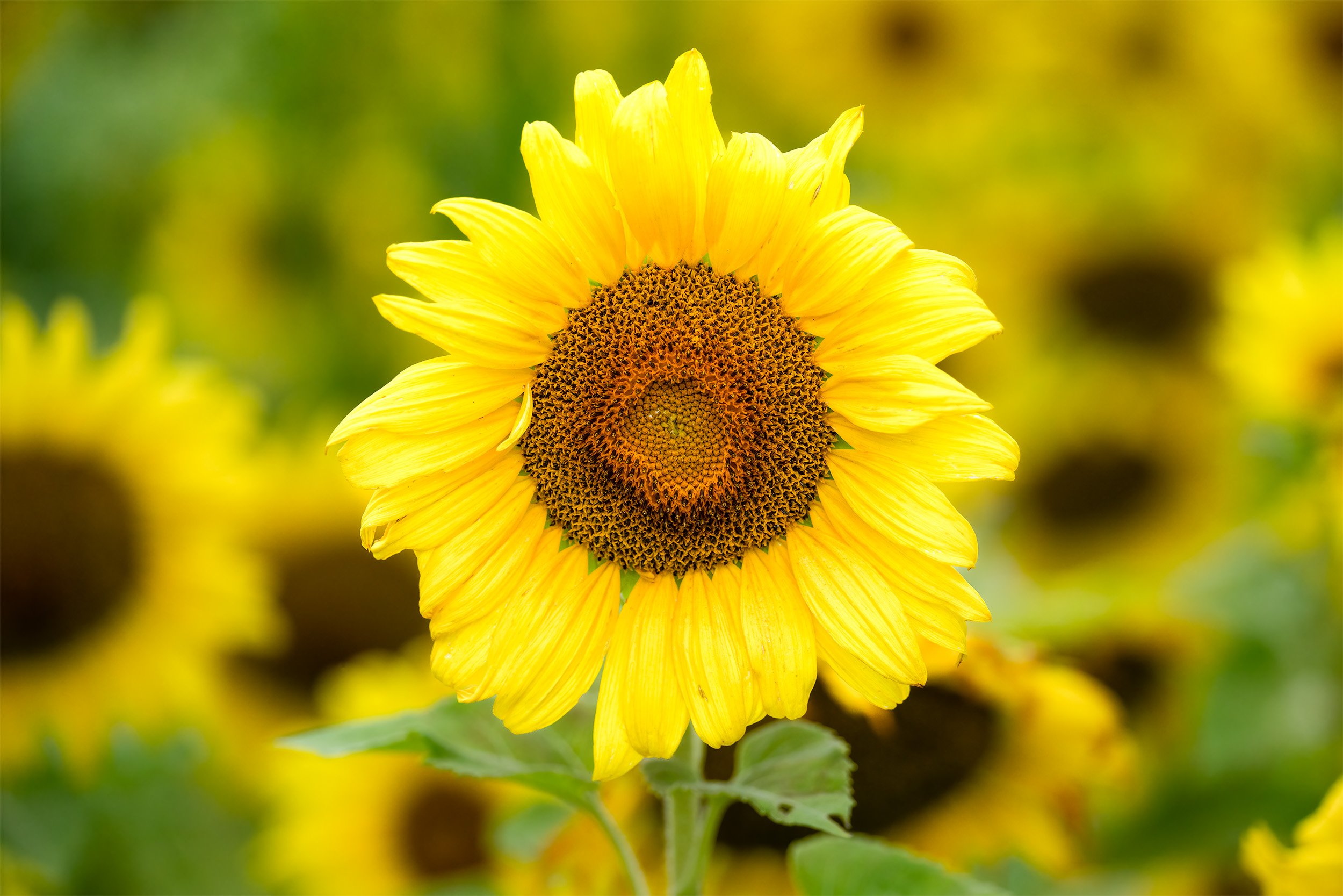 A sunflower at McKee Beshers WMA