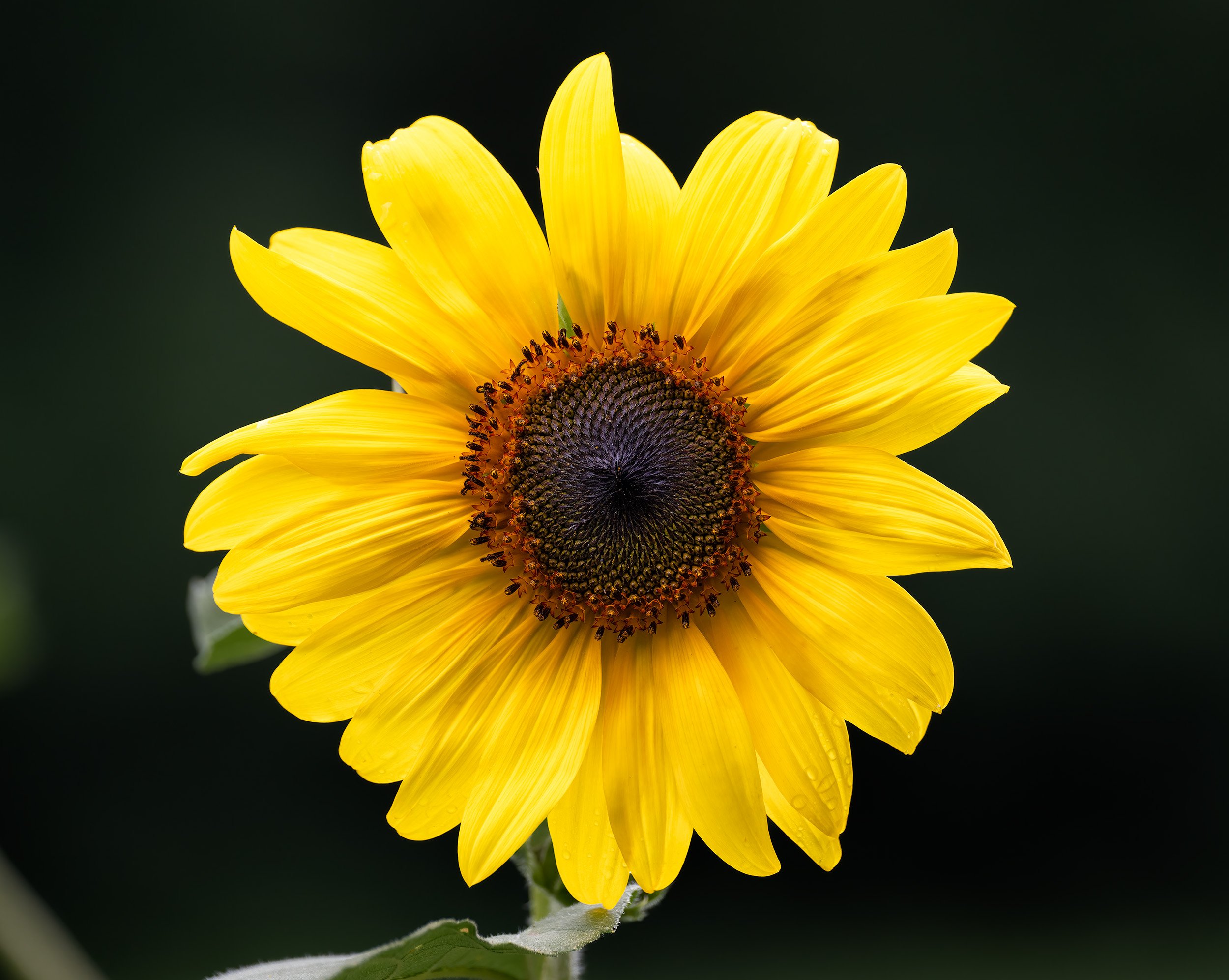 A Sunflower at McKee Beshers WMA