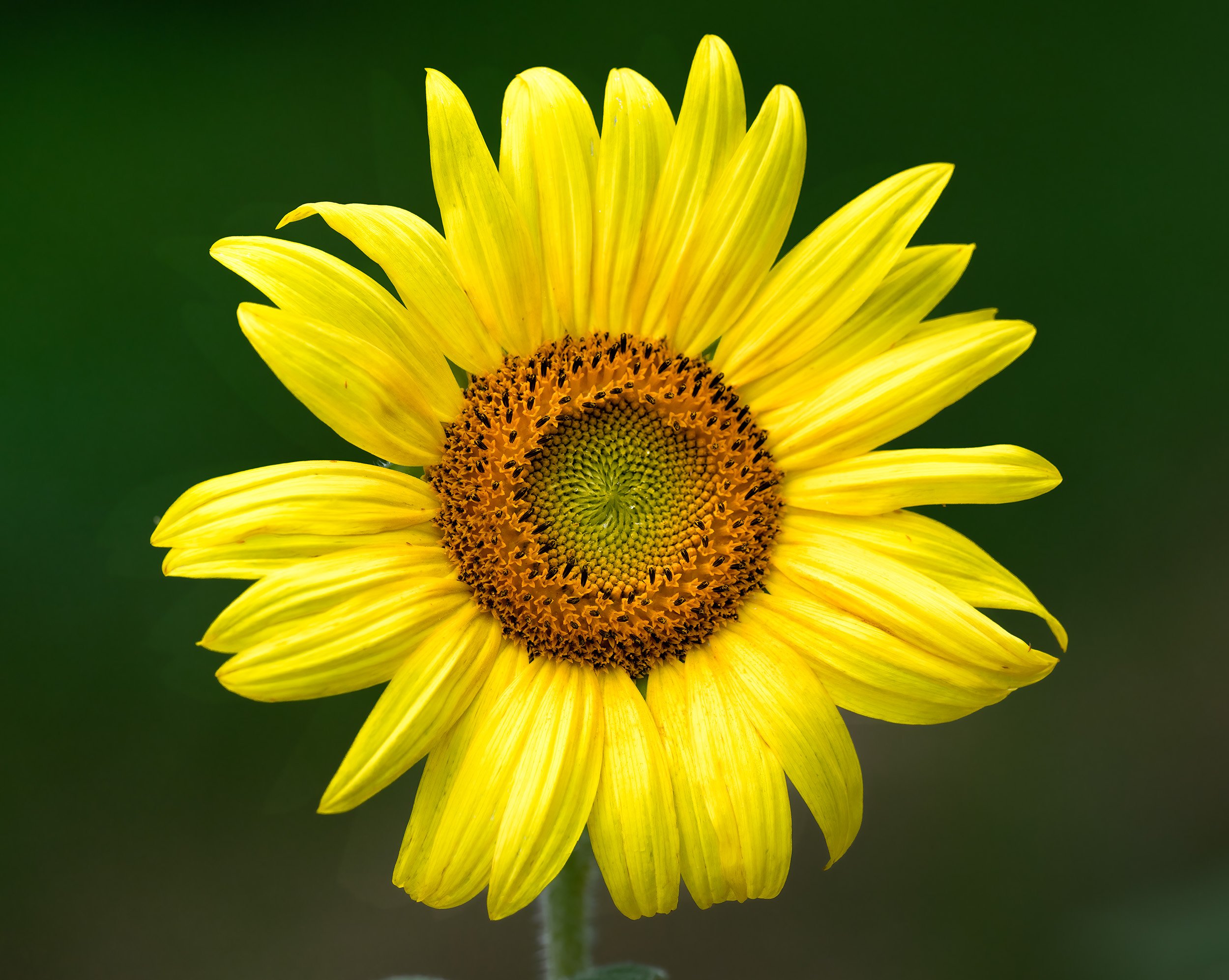 A Sunflower at McKee Beshers WMA