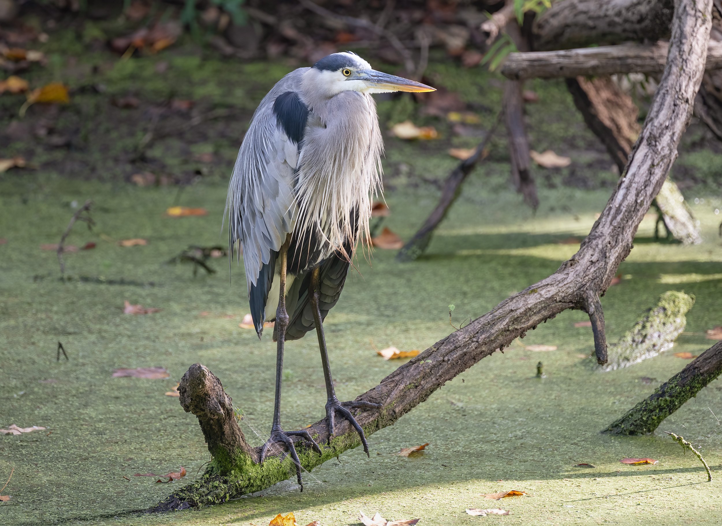 A Great Blue Heron in the C&O Canal Near Widewater