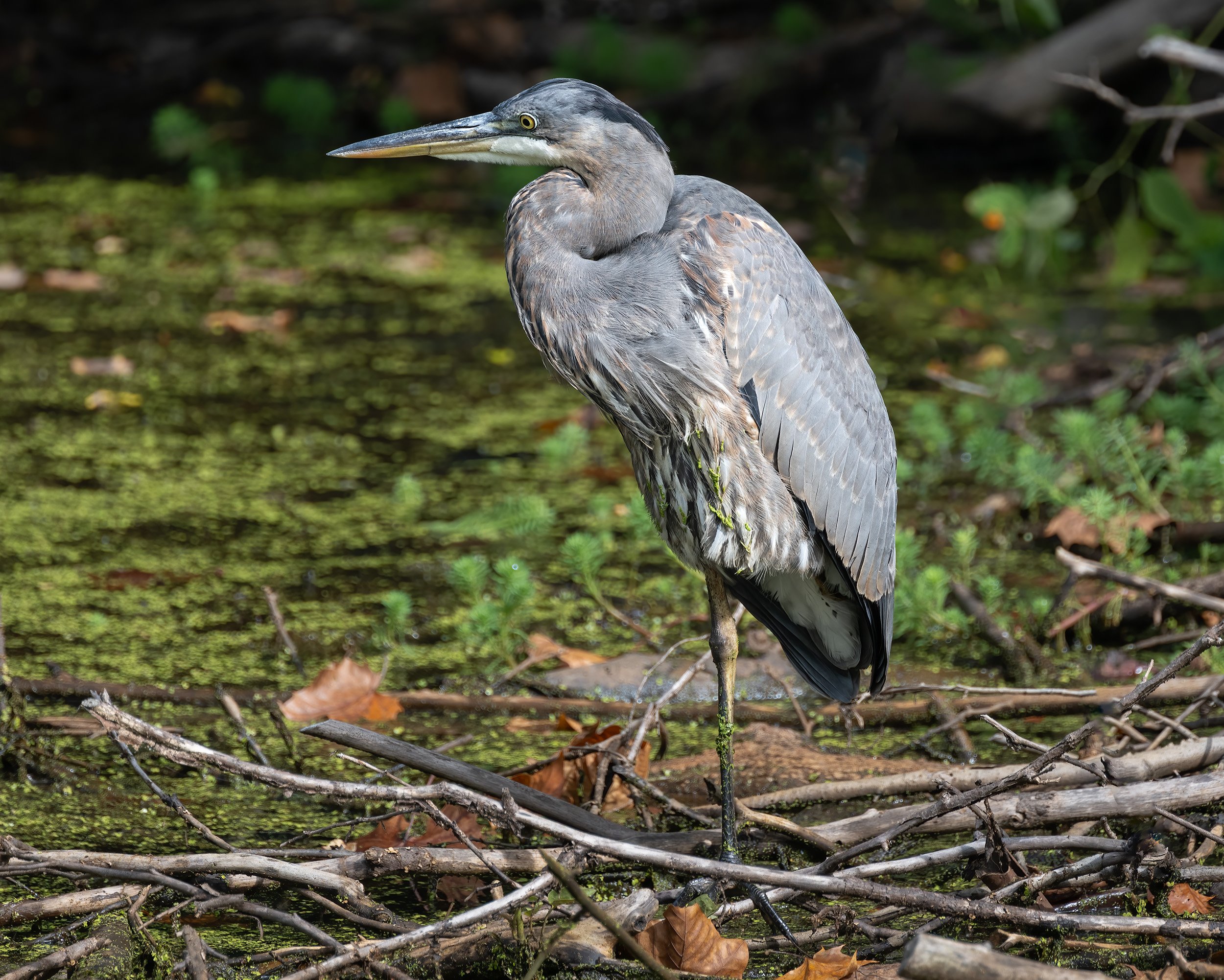 A Great Blue Heron in the C&O Canal Near Widewater