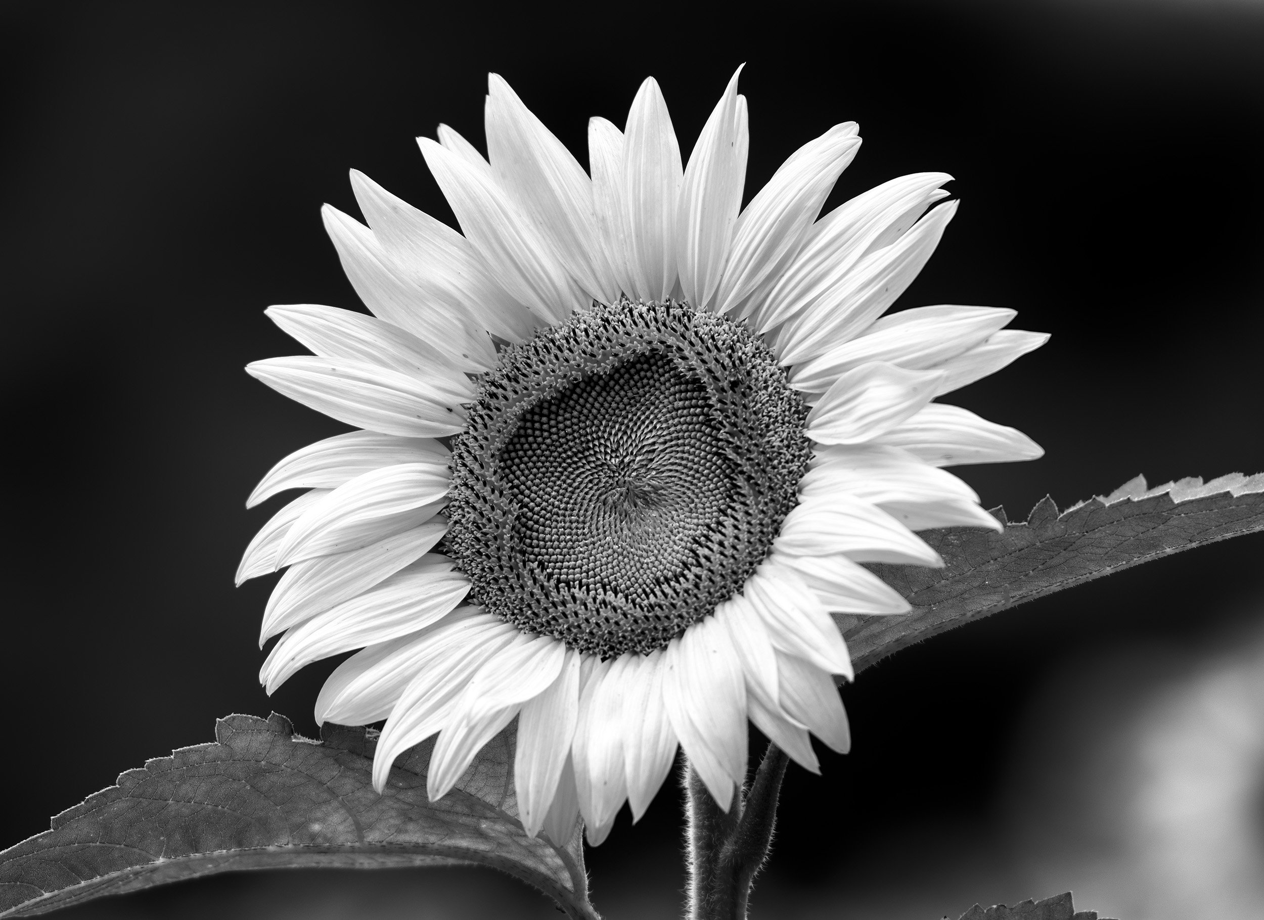 150710 sunflowers 65 as Smart Object-1 bw cr.jpg