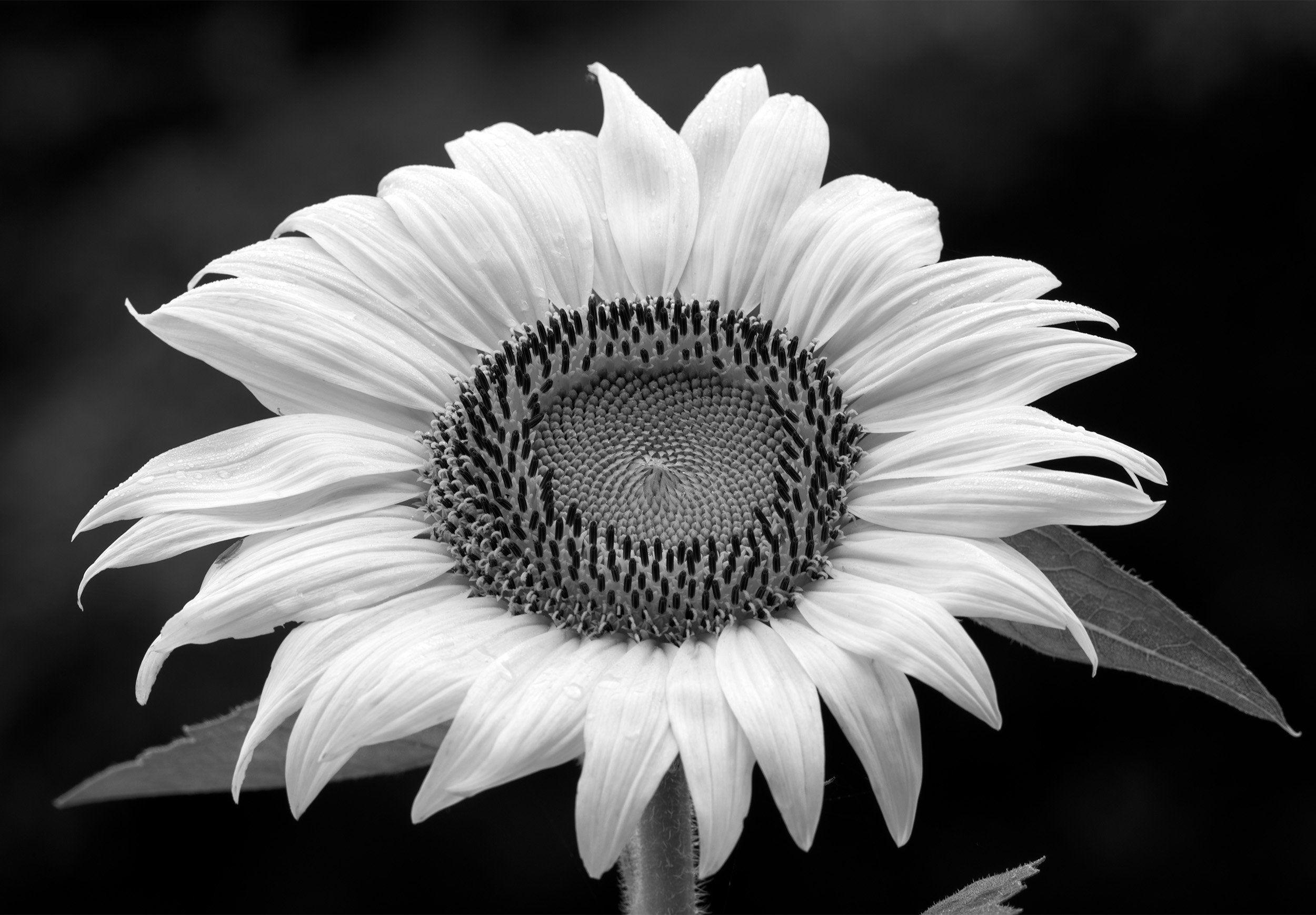 150712 sunflowers 79 as Smart Object-1 bw.jpg