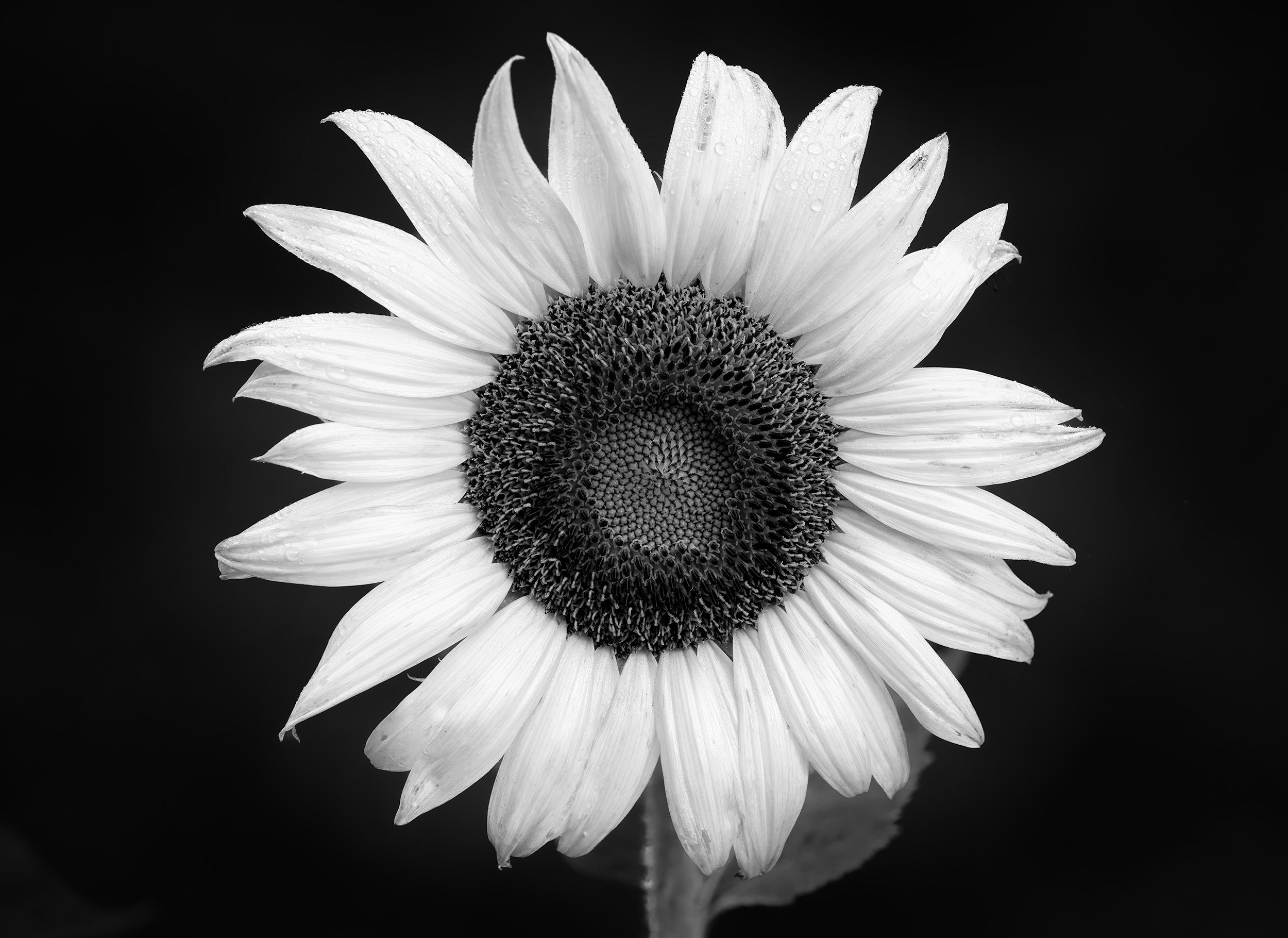 230729  Sunfloweras  24-1 bw.jpg