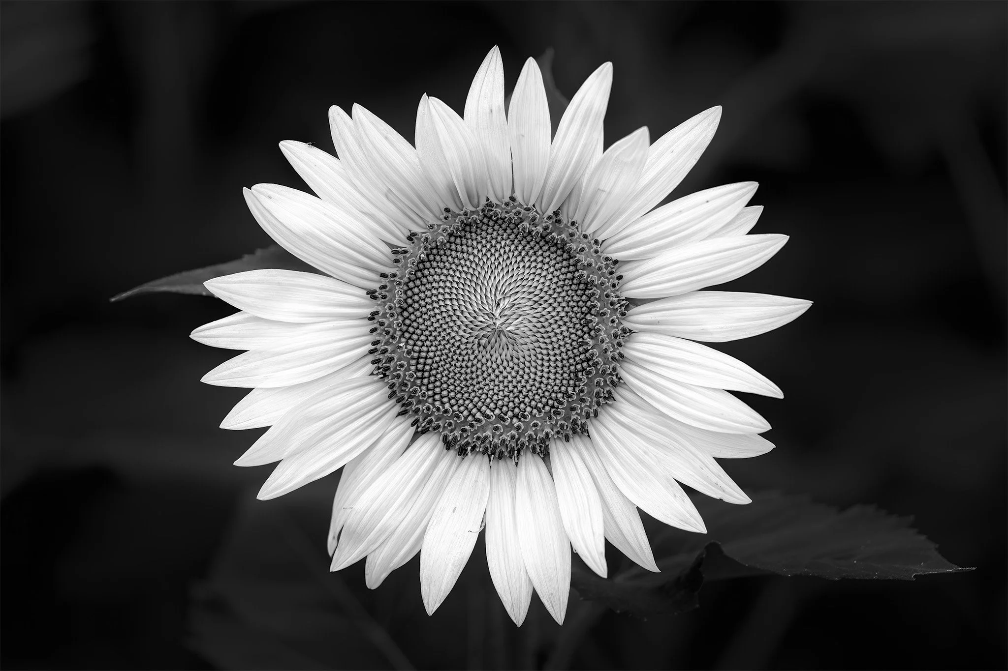 250713  Sunflowers  33-1 bw.jpg