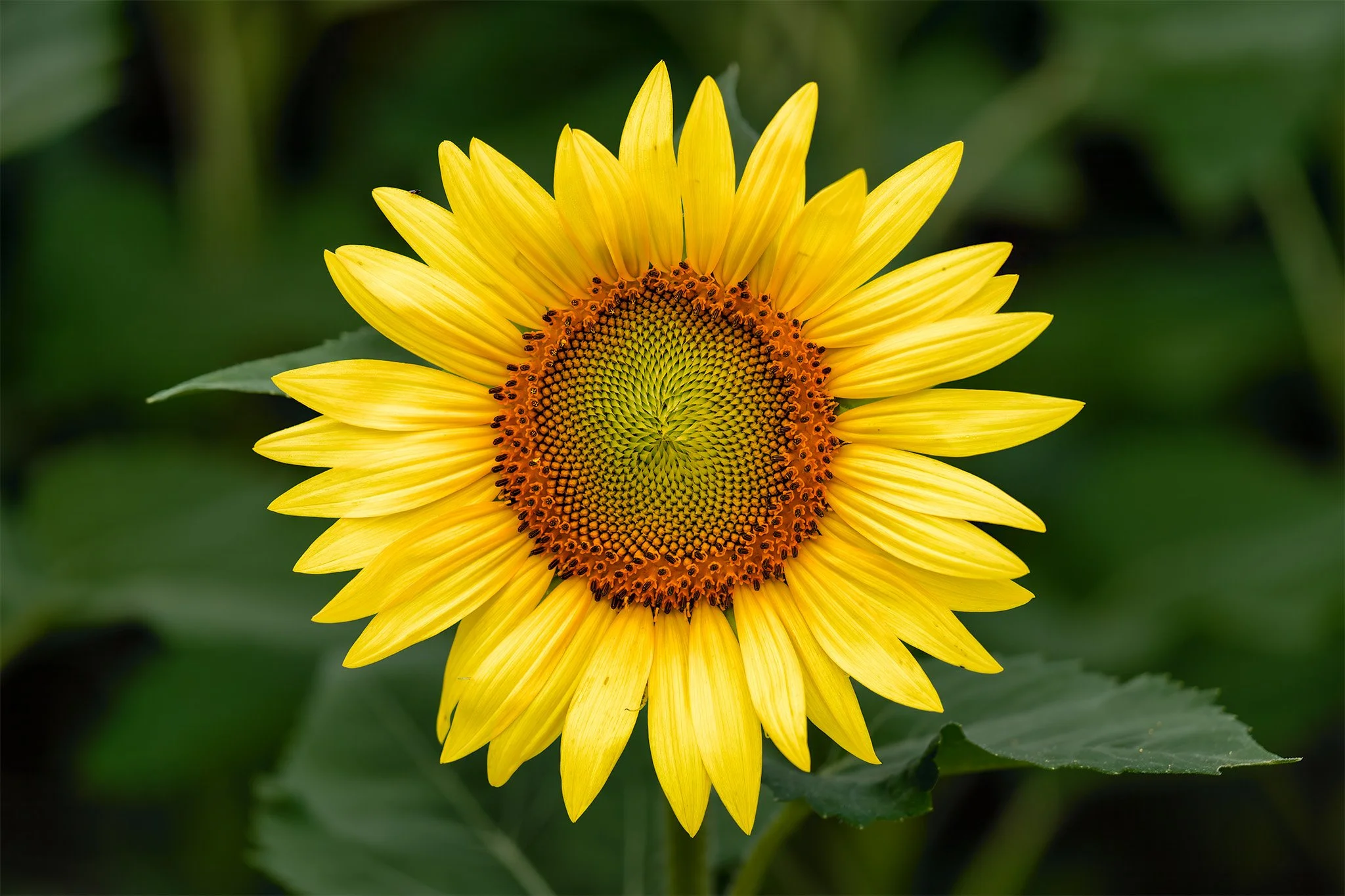 250713  Sunflowers  33-1.jpg