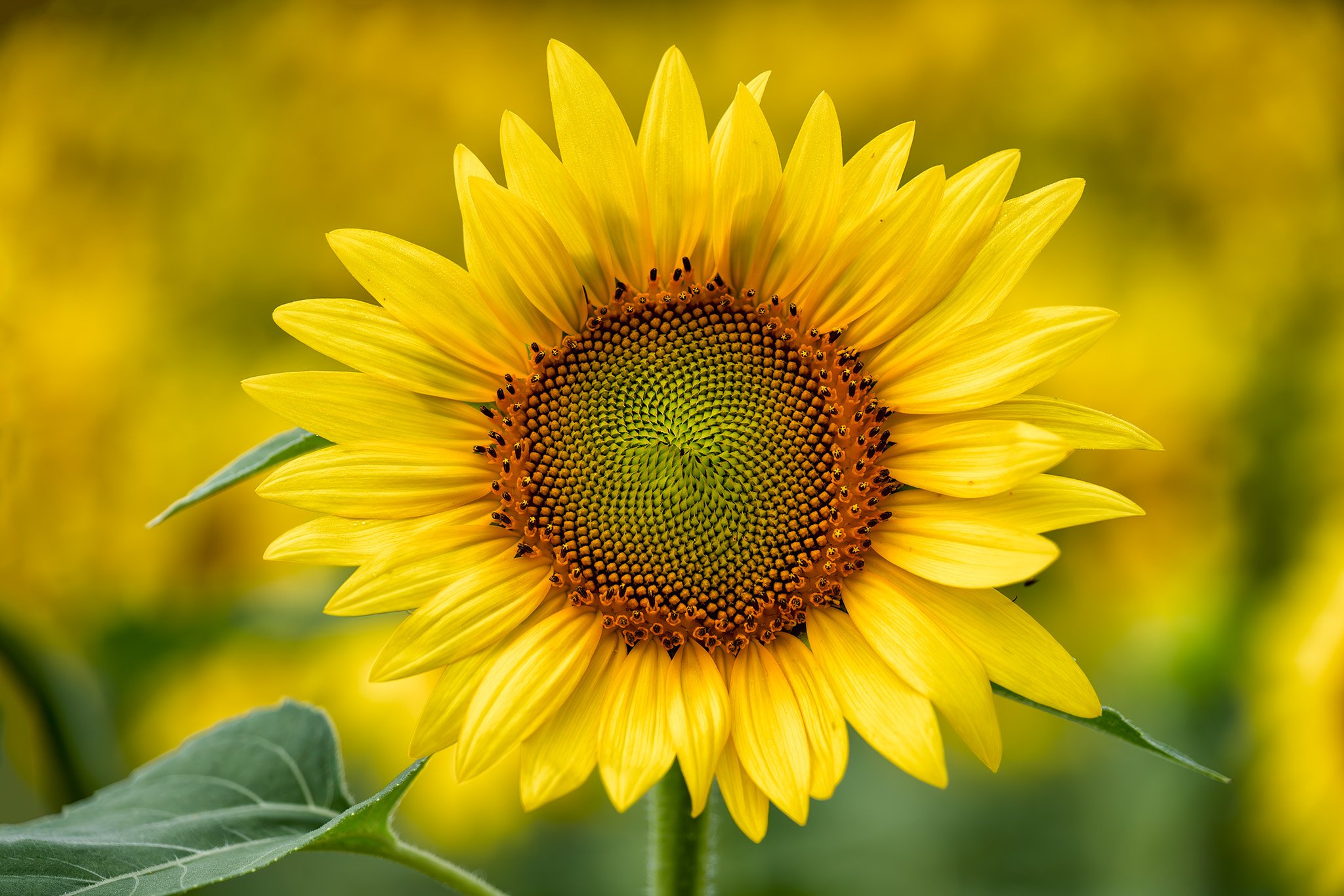 250713  Sunflowers  35-1 cln.jpg