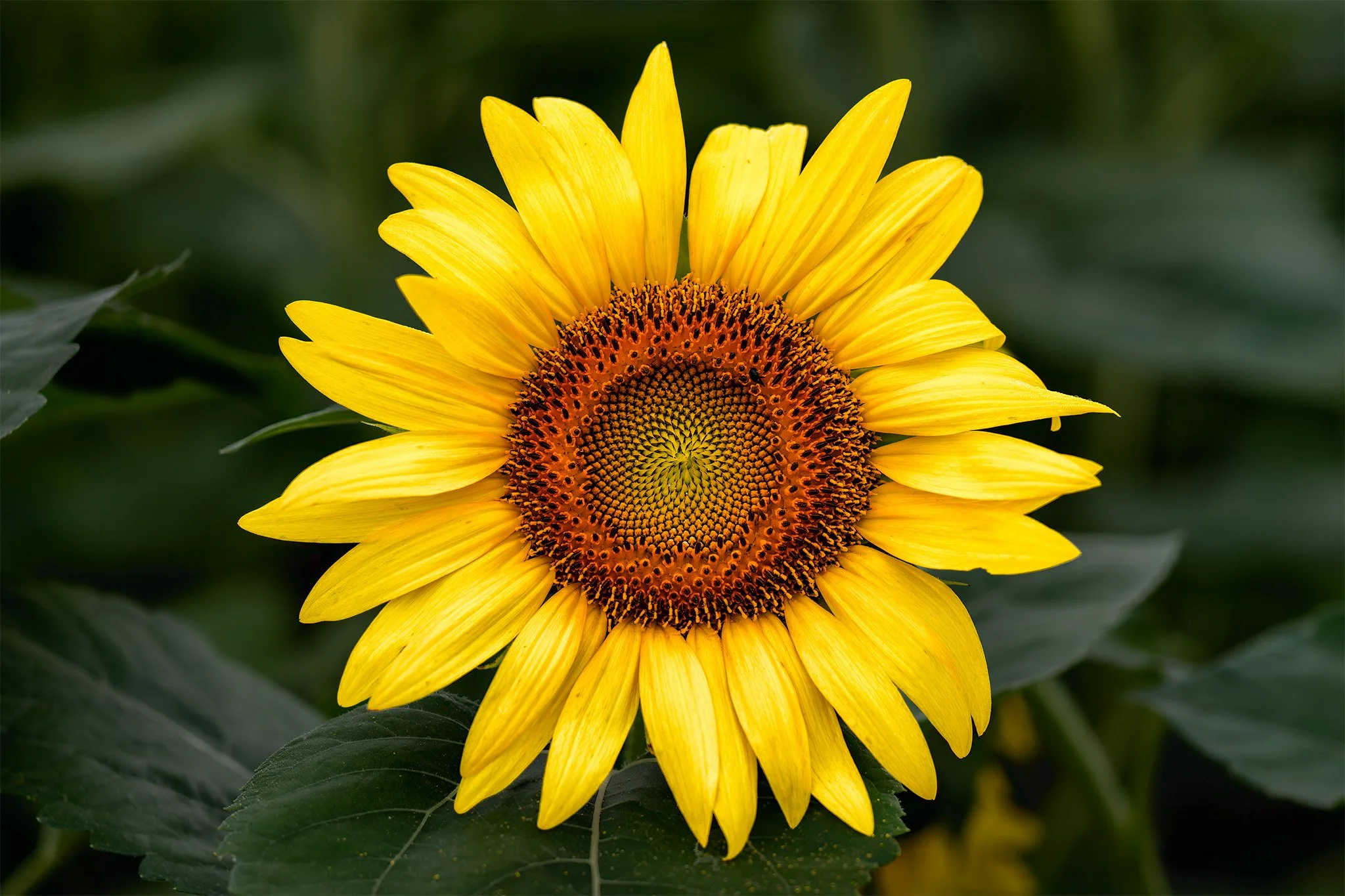 250713  Sunflowers  29-1.jpg