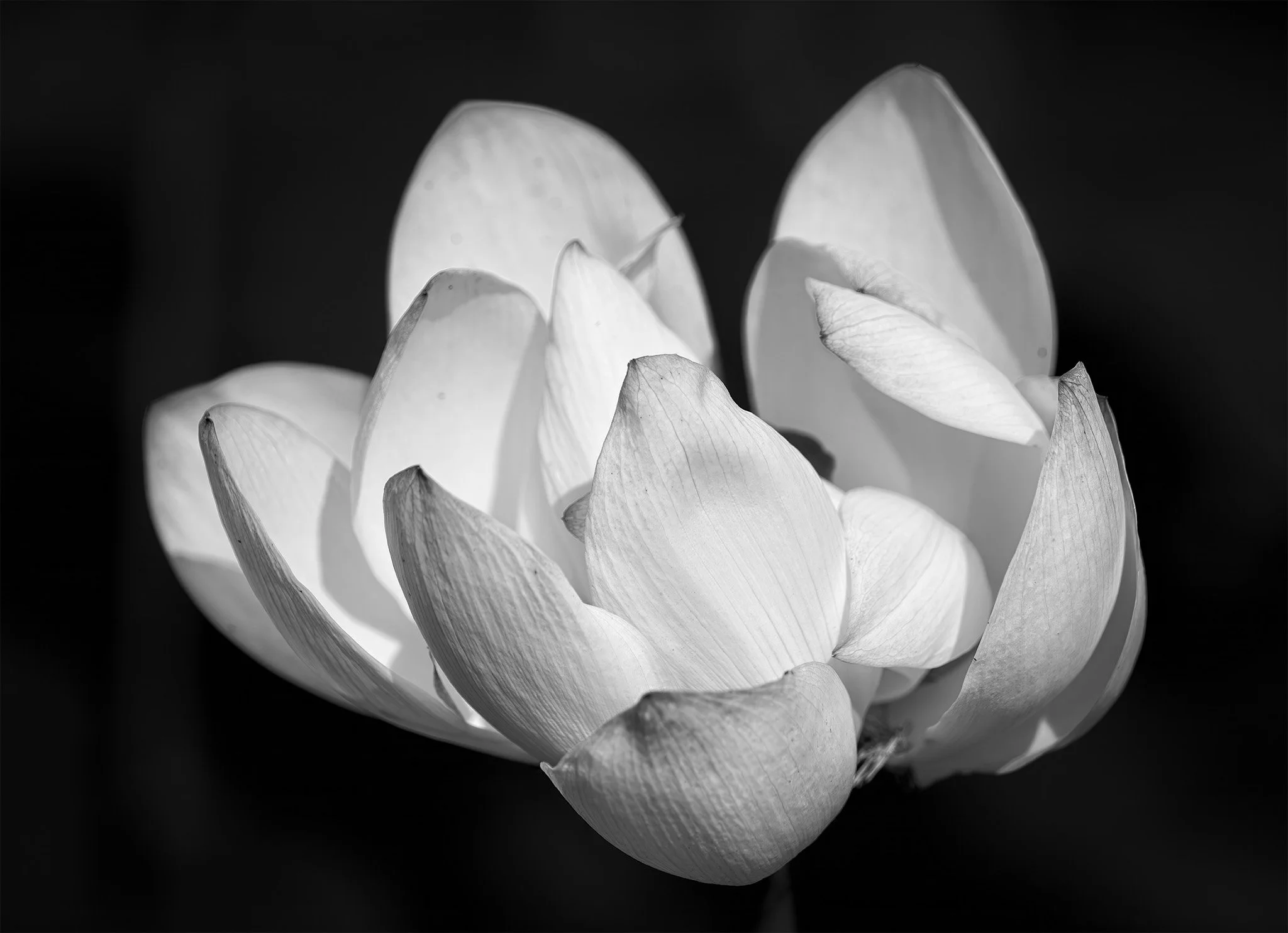 250712  Kenilworth  06-1 cr bw.jpg