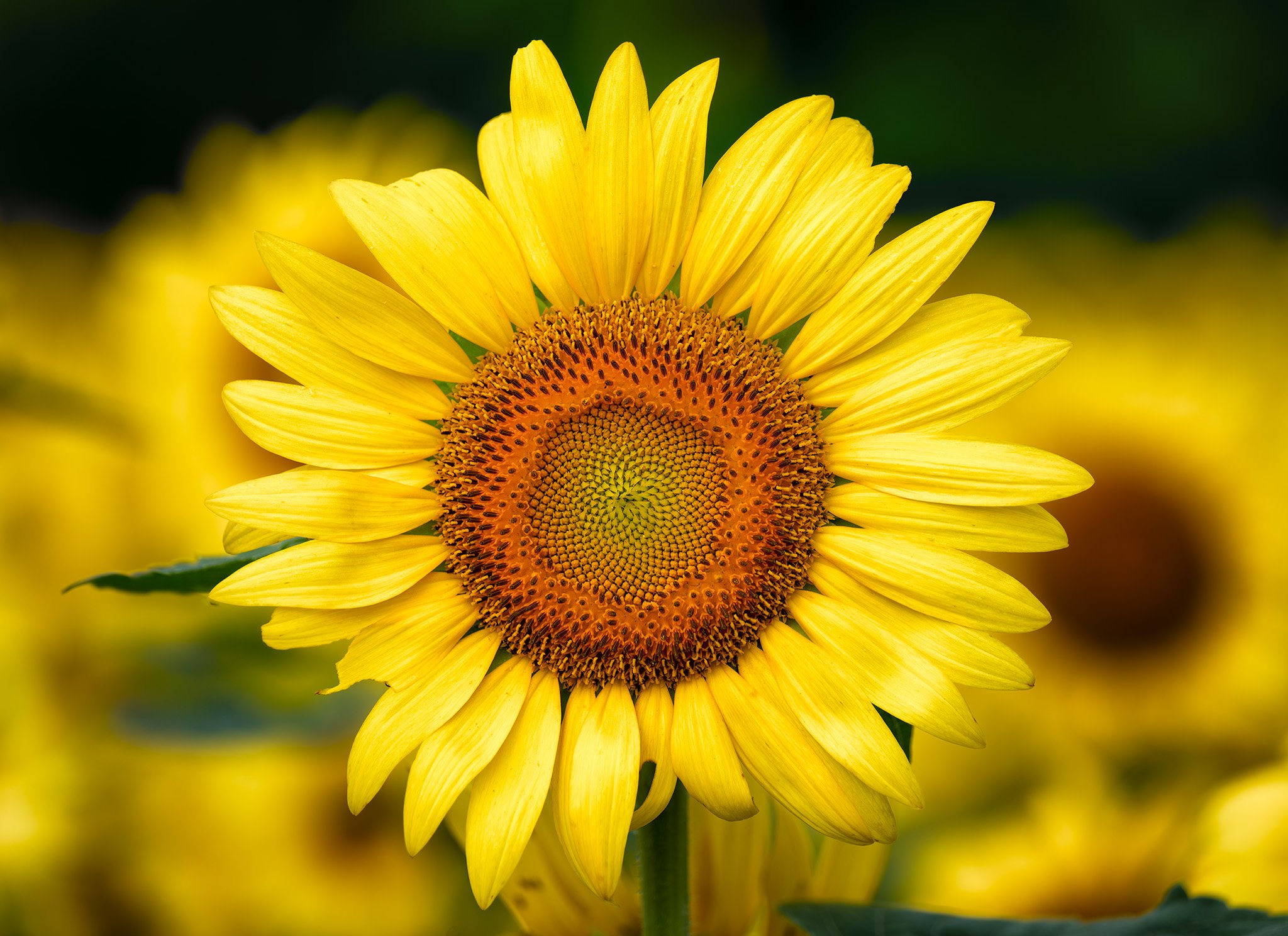 250713  Sunflowers  25-1 cr.jpg