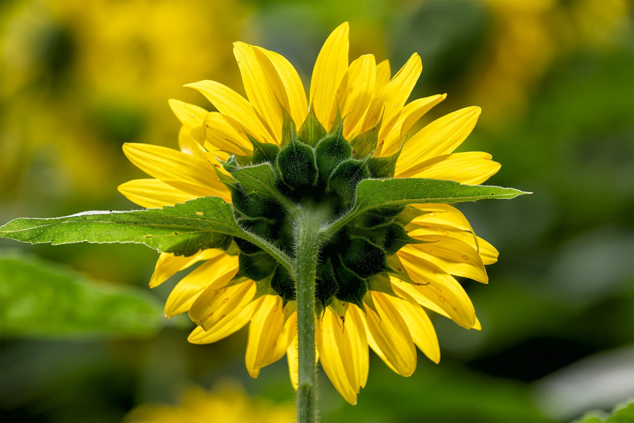 250718  Sunflowers  32-1.jpg