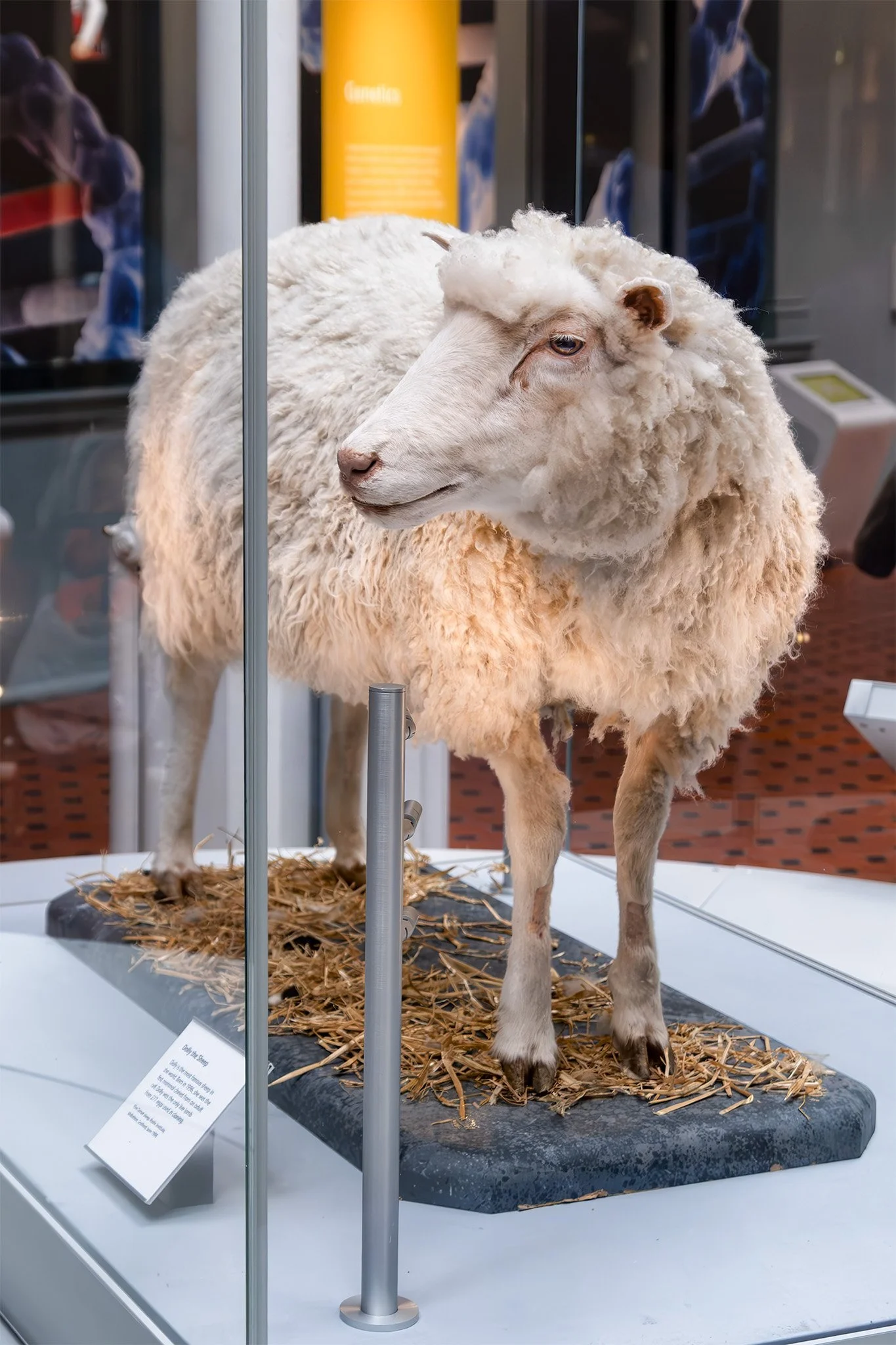  Dolly the Sheep in the Museum of Scotland 