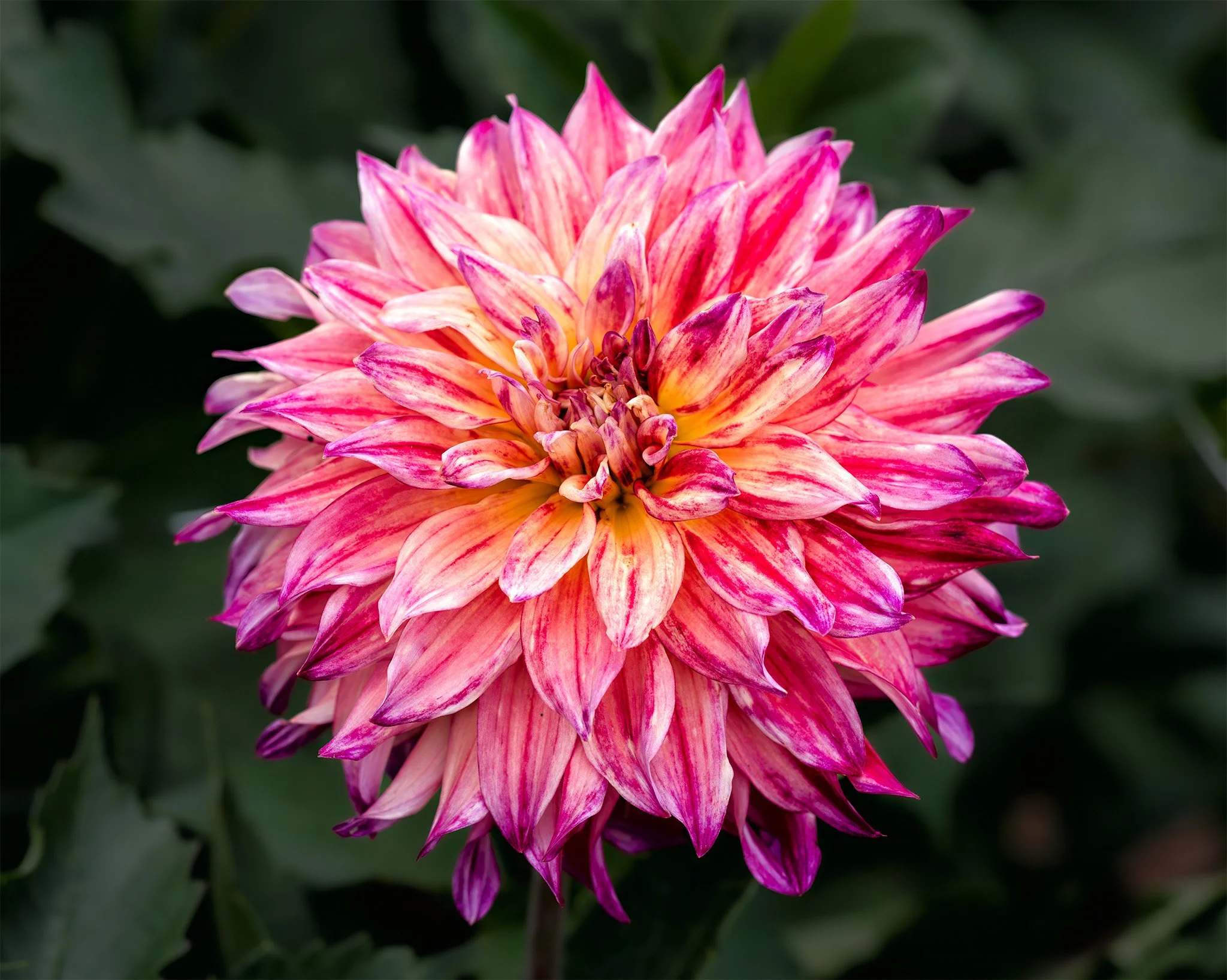 250904  Dahlias  38-1.jpg